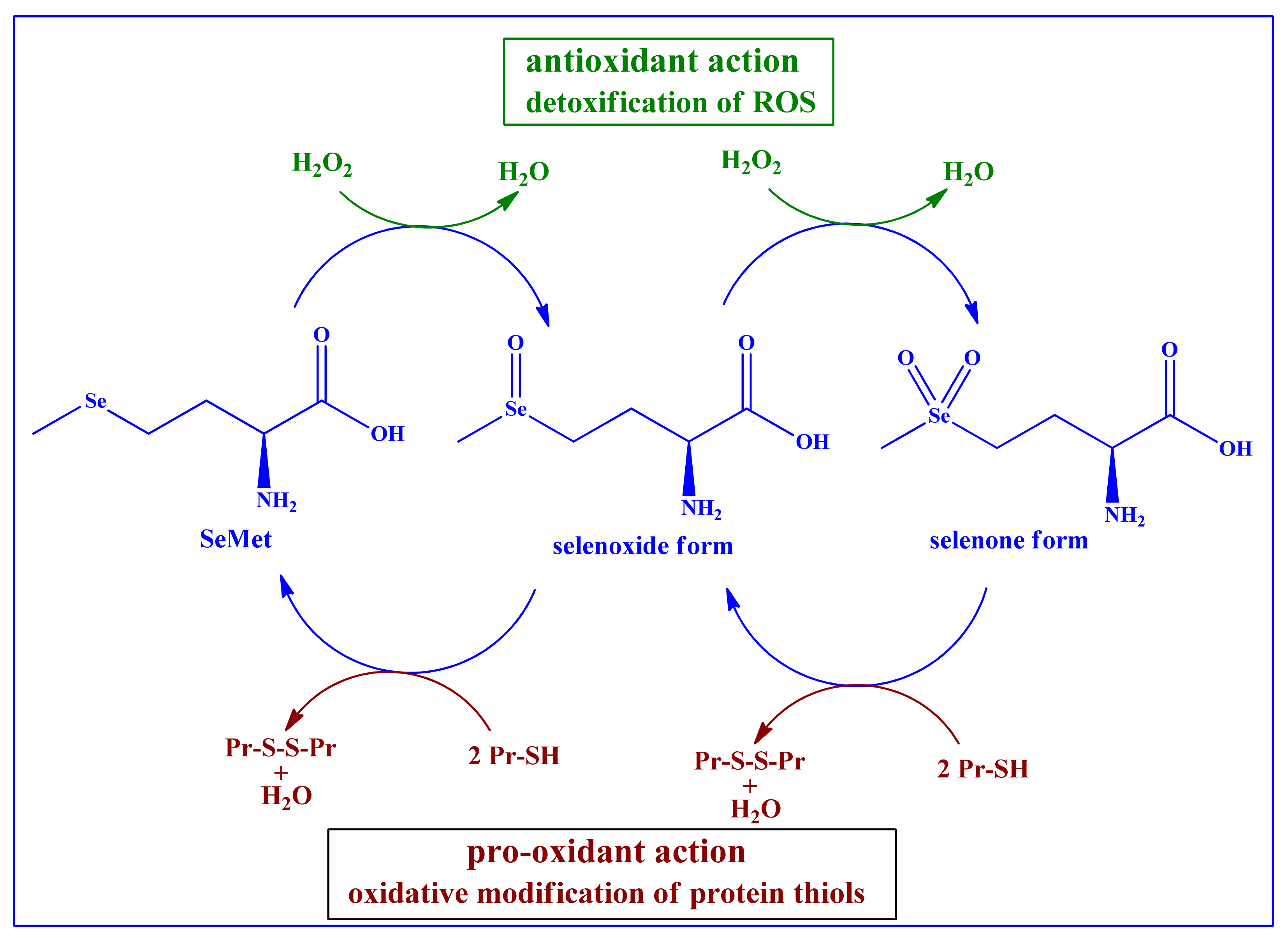 Antioxidants 10 00882 g003 Antioxidants 10 00882 g003