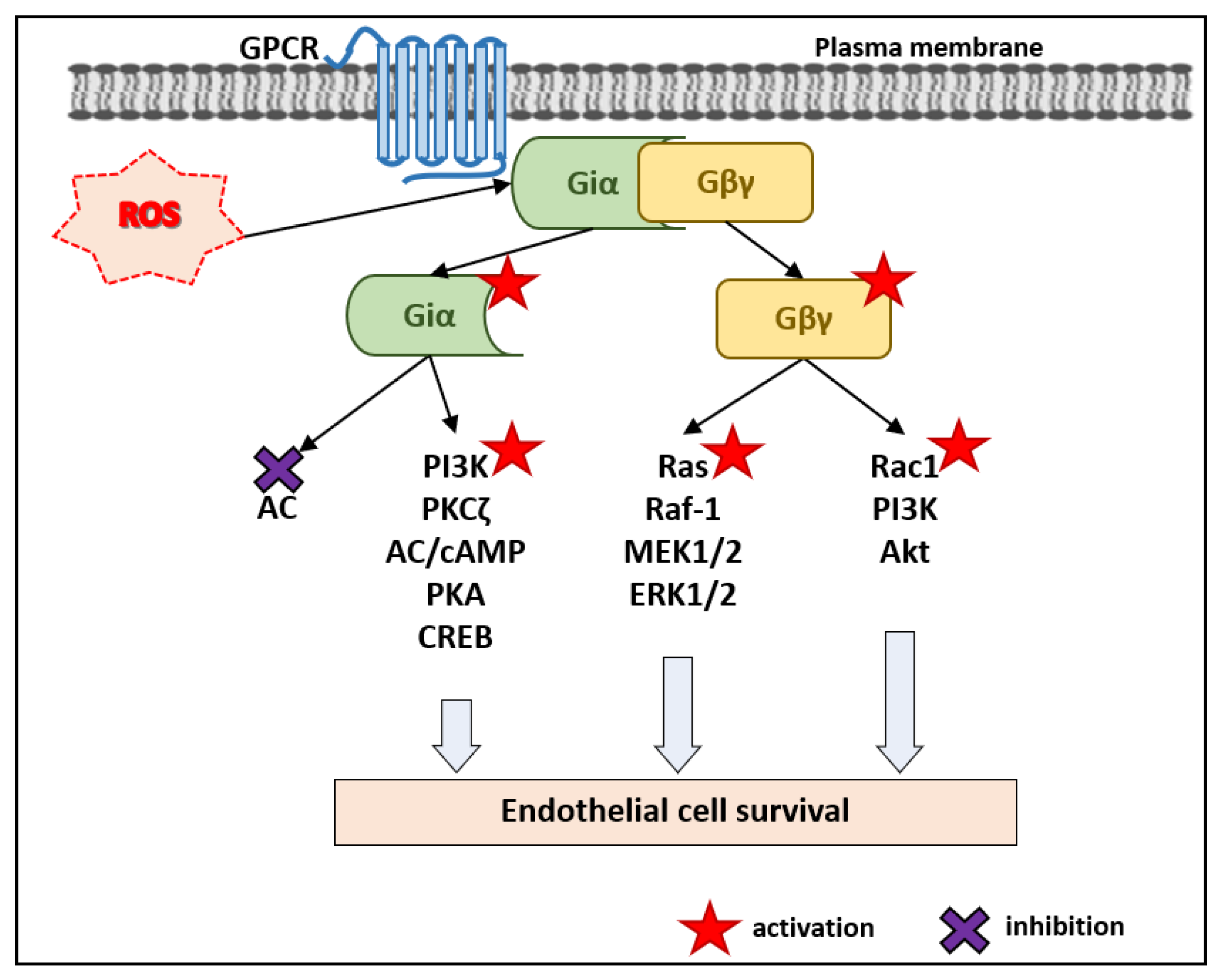 Antioxidants | Free Full-Text | Pleiotropic and Potentially Beneficial  Effects of Reactive Oxygen Species on the Intracellular Signaling Pathways  in Endothelial Cells | HTML