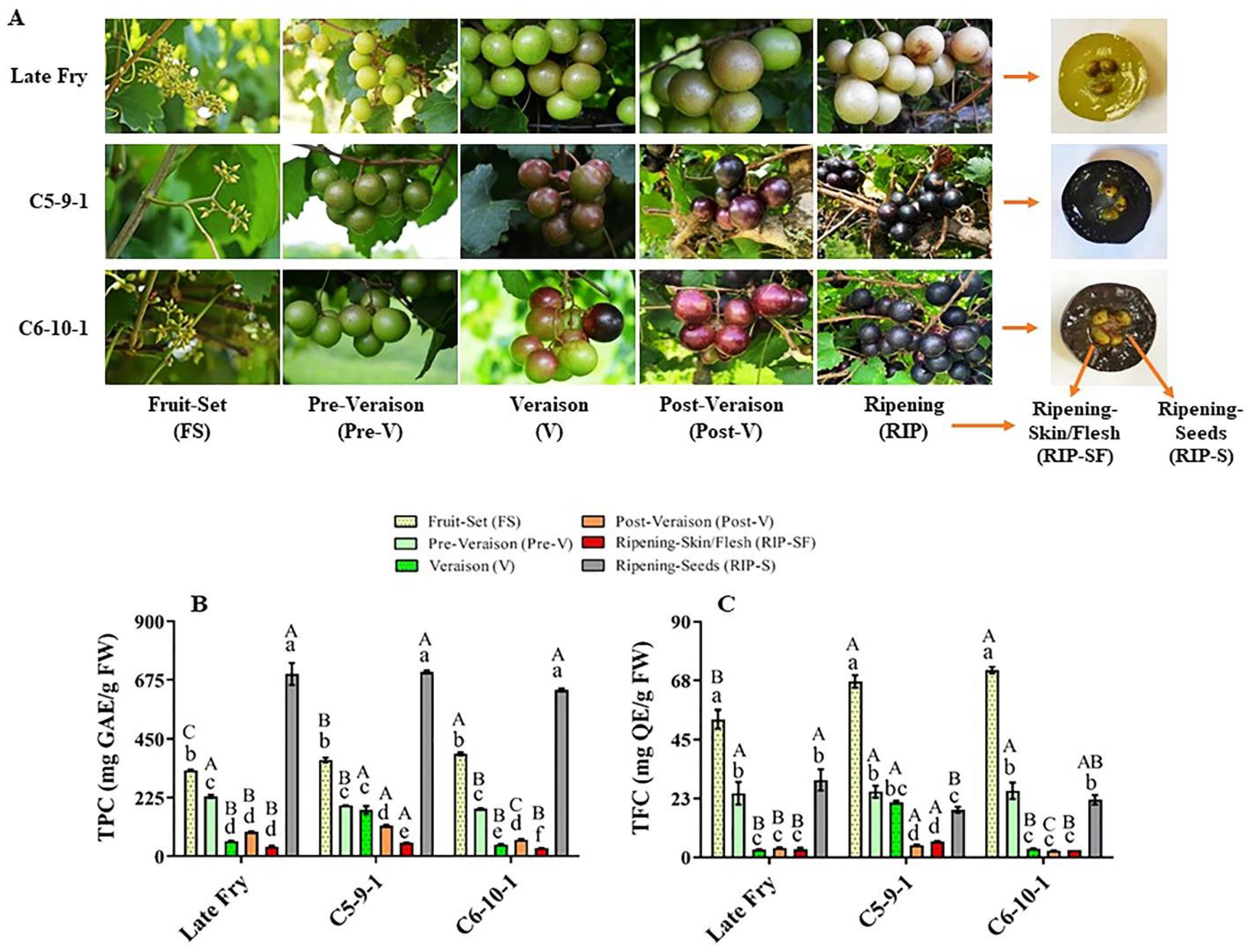 Antioxidants 10 00914 g001 Antioxidants 10 00914 g001