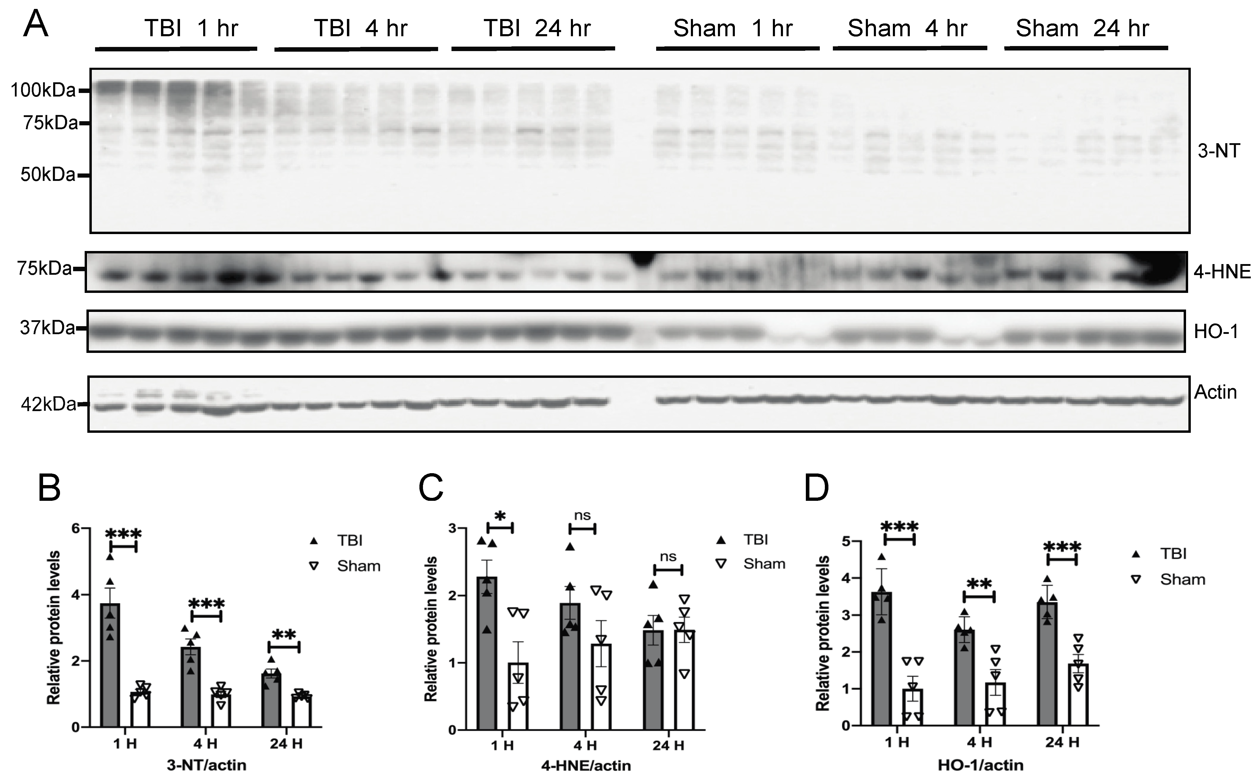 Antioxidants | Free Full-Text | Oxidative Stress Signaling in Blast  TBI-Induced Tau Phosphorylation