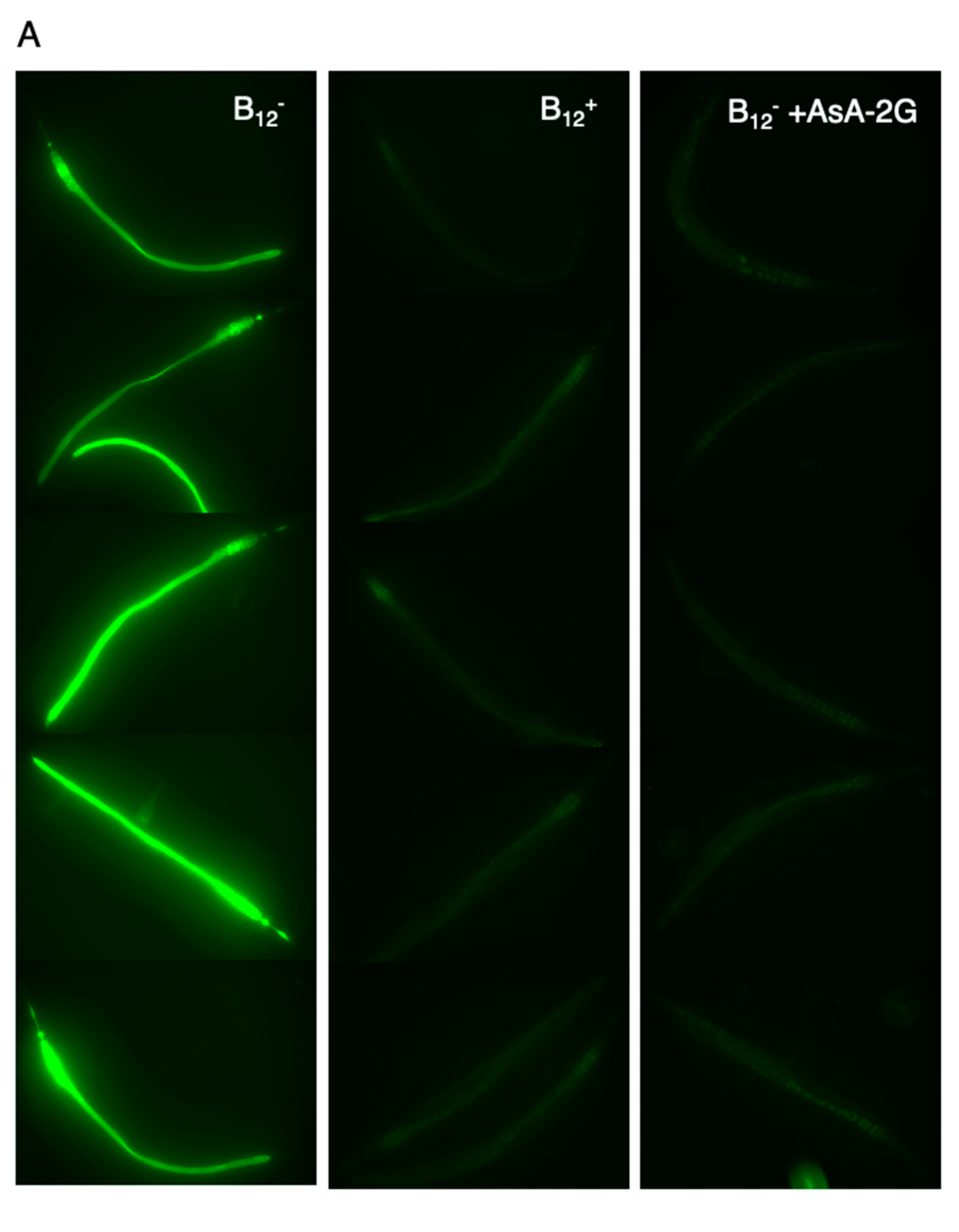 Antioxidants 10 00962 g006a
