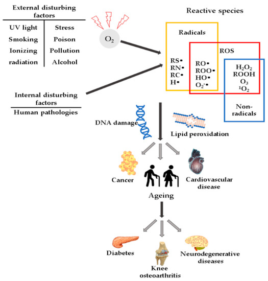 Antioxidants Free Full Text The Implication Of Reactive Oxygen Species And Antioxidants In Knee Osteoarthritis Html