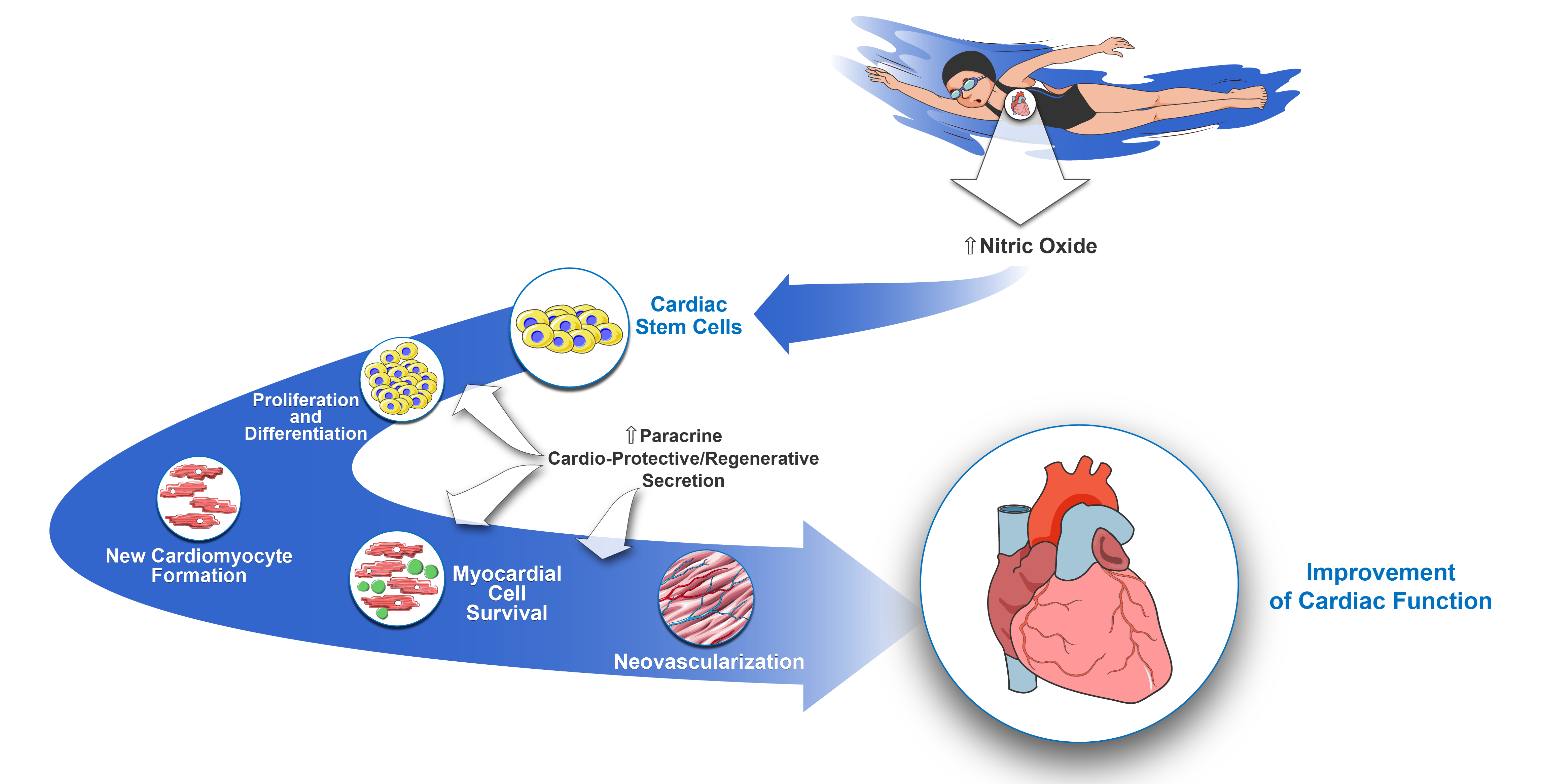 Antioxidants | Free Full-Text | Physical Exercise and Cardiac Repair: The  Potential Role of Nitric Oxide in Boosting Stem Cell Regenerative Biology |  HTML
