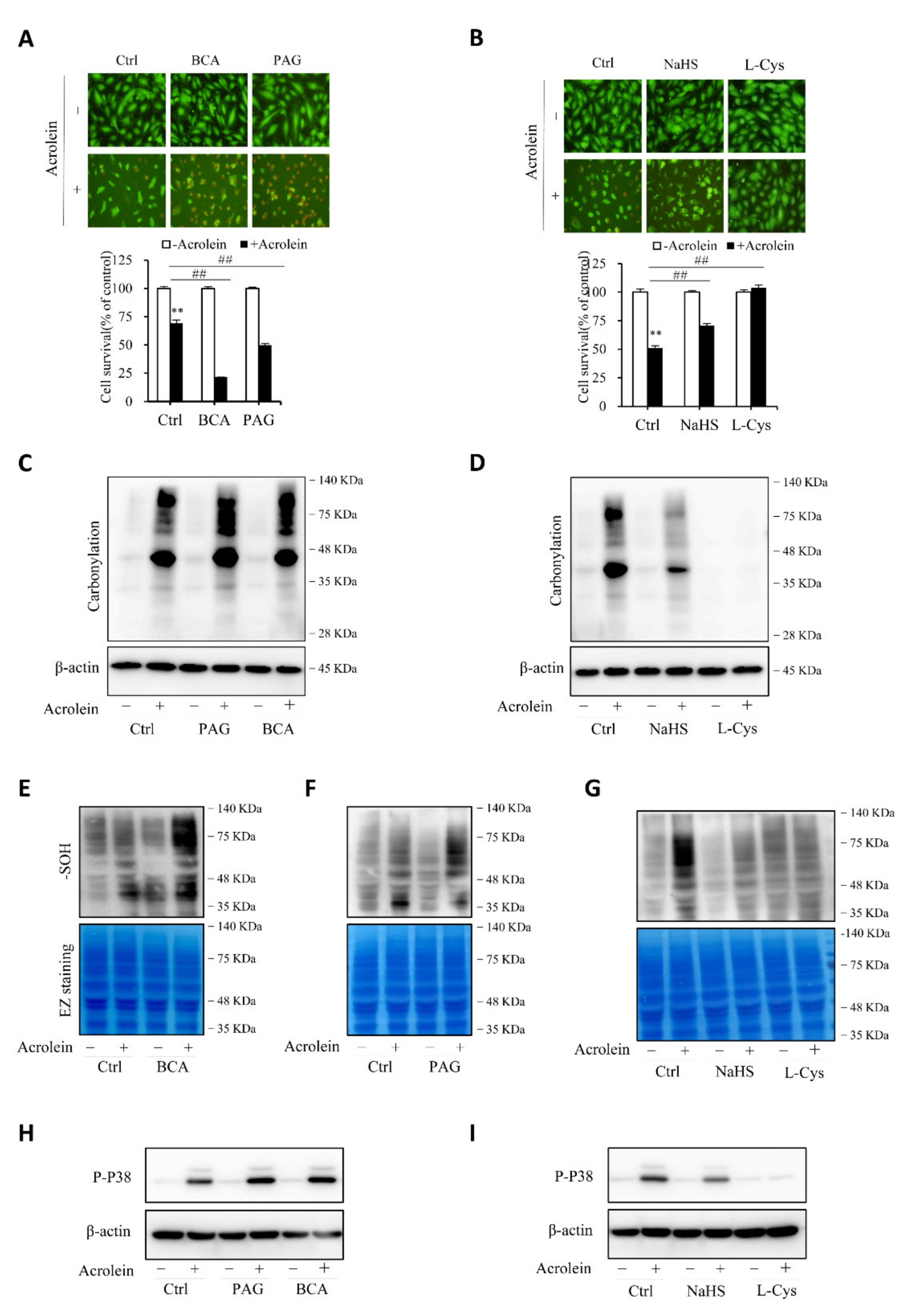 Antioxidants 10 01007 g007