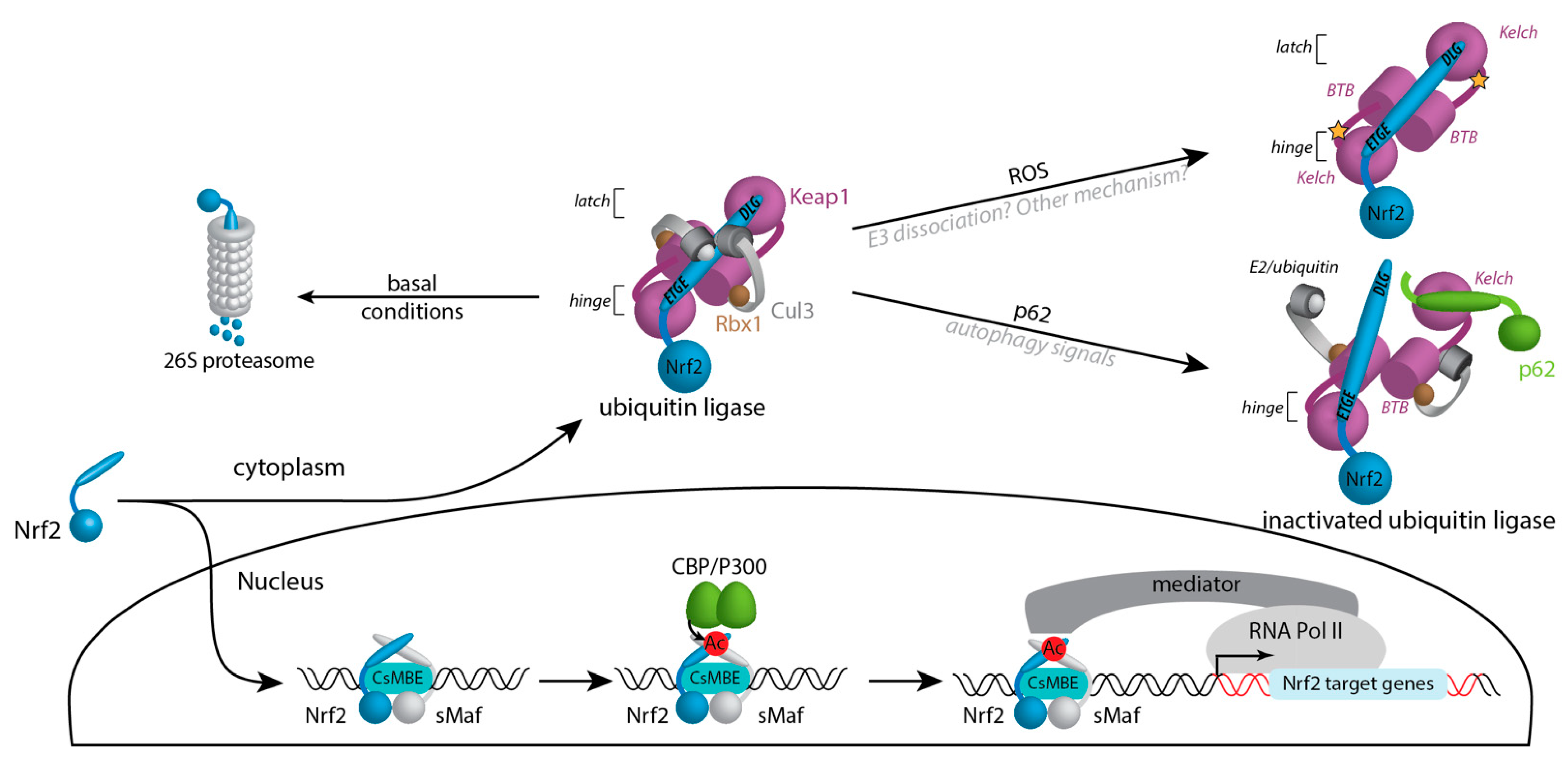 Antioxidants | Free Full-Text | Nrf2 in Cancer, Detoxifying 