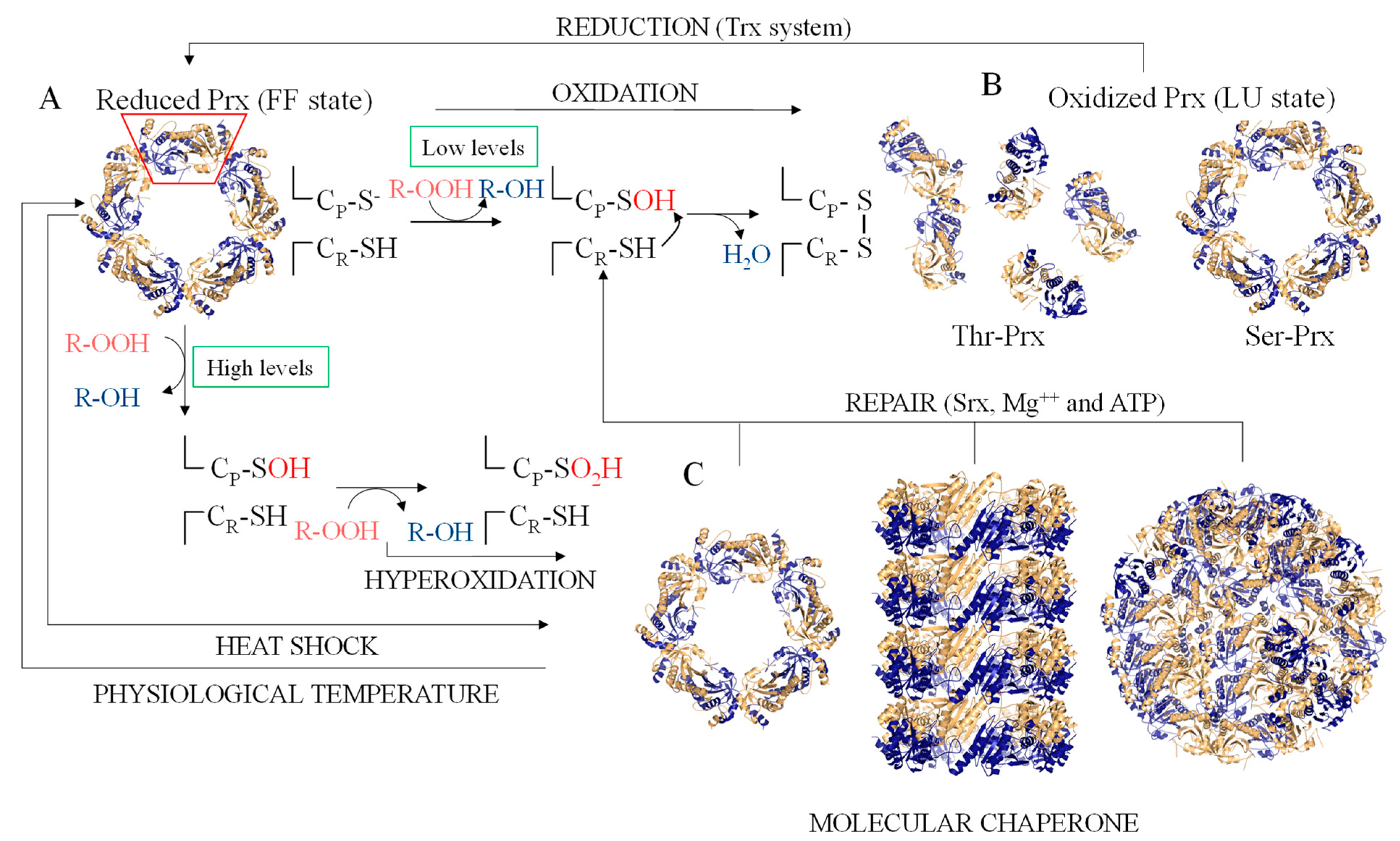 Antioxidants 10 01032 g001 Antioxidants 10 01032 g001