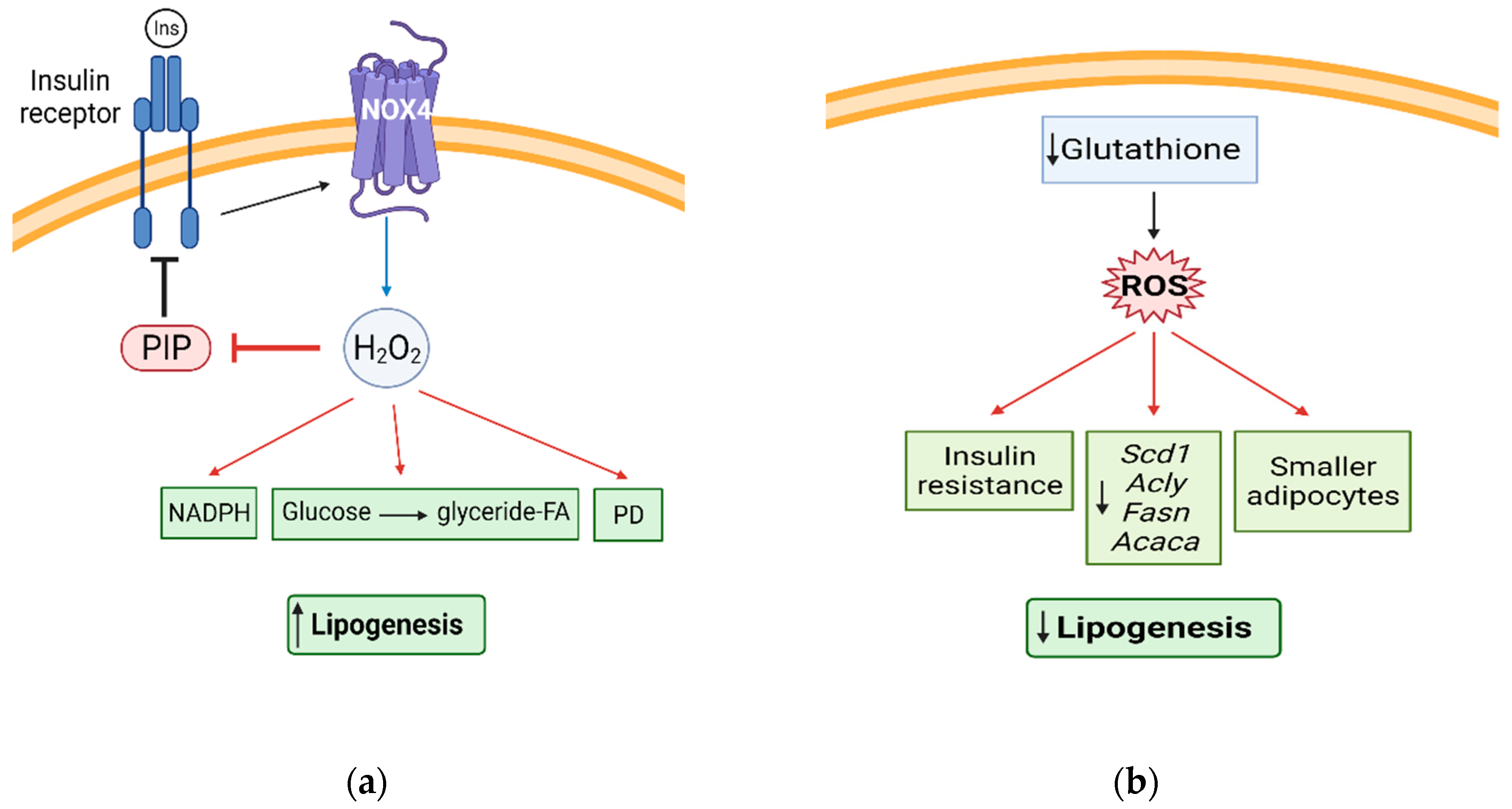 Antioxidants 10 01090 g004 Antioxidants 10 01090 g004