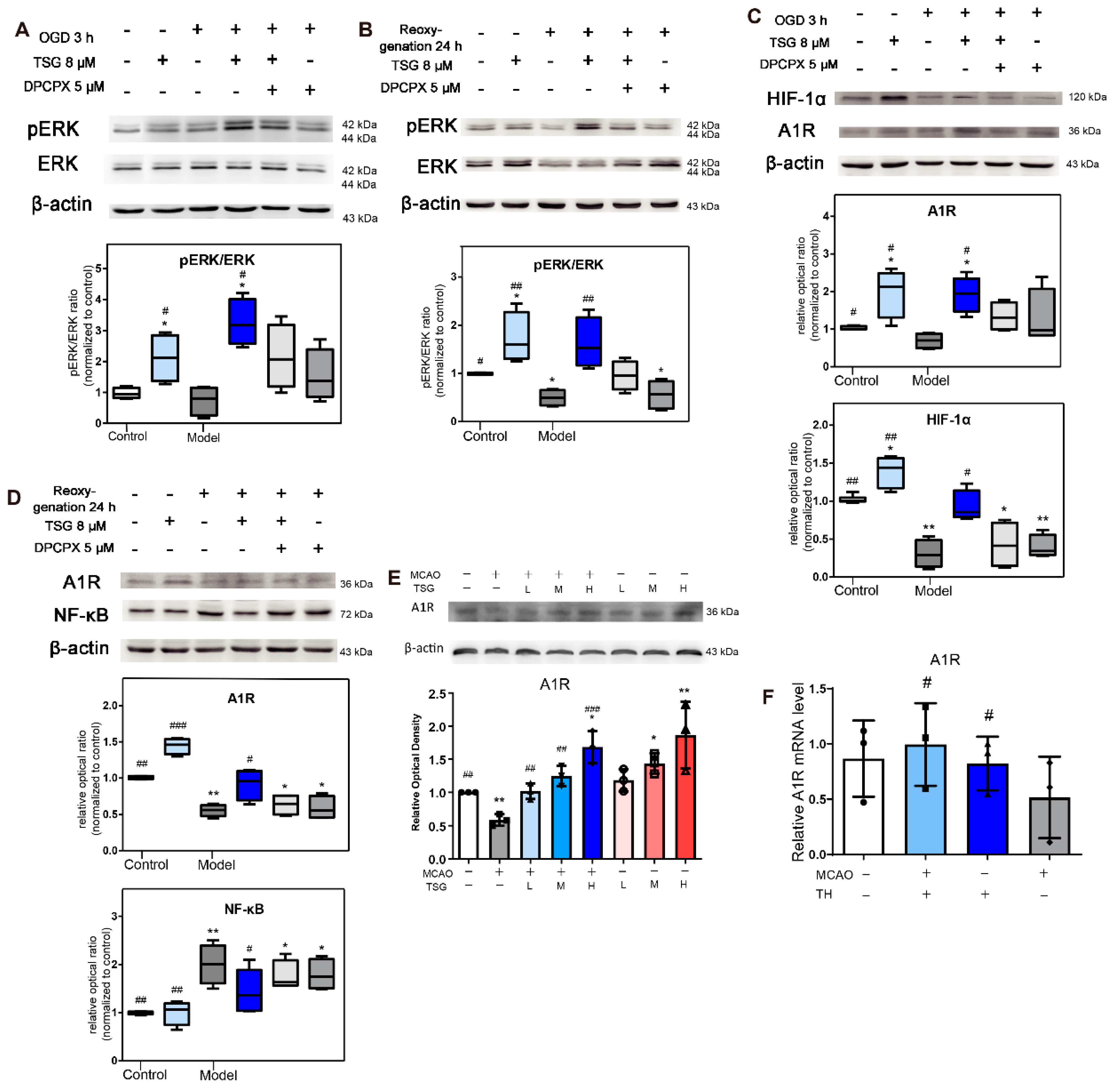 Antioxidants 10 01112 g007