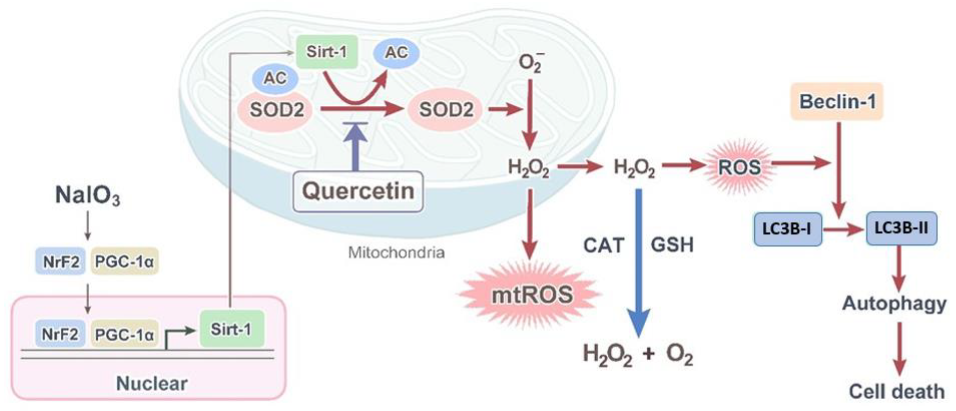 Antioxidants 10 01125 g008