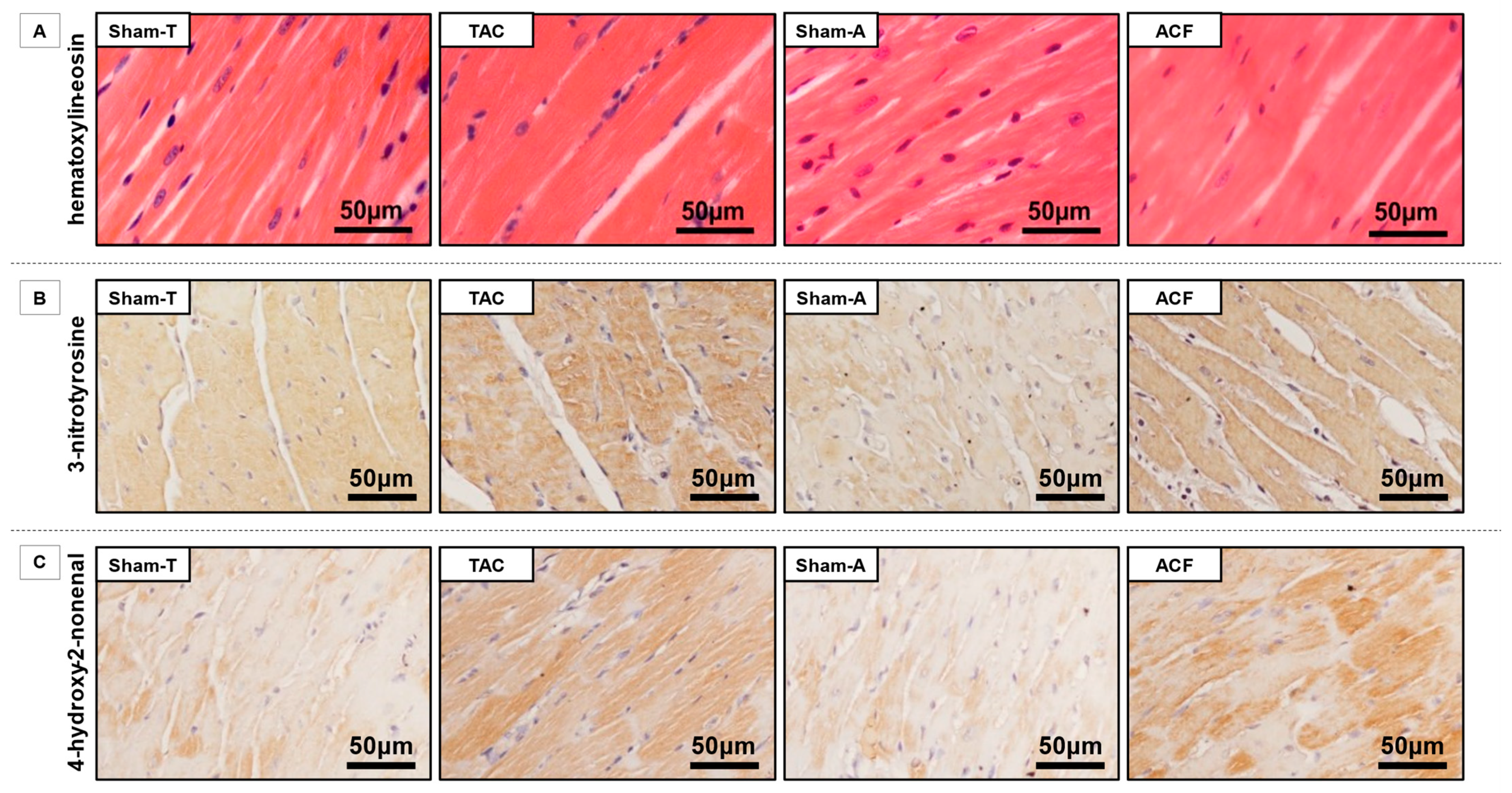 Antioxidants 10 01190 g004