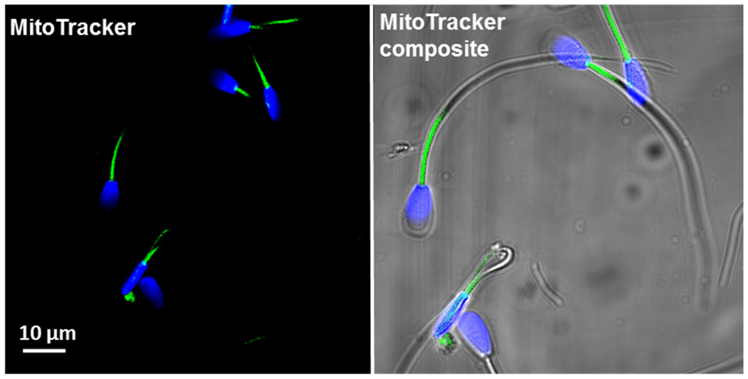 Antioxidants 10 01204 g002