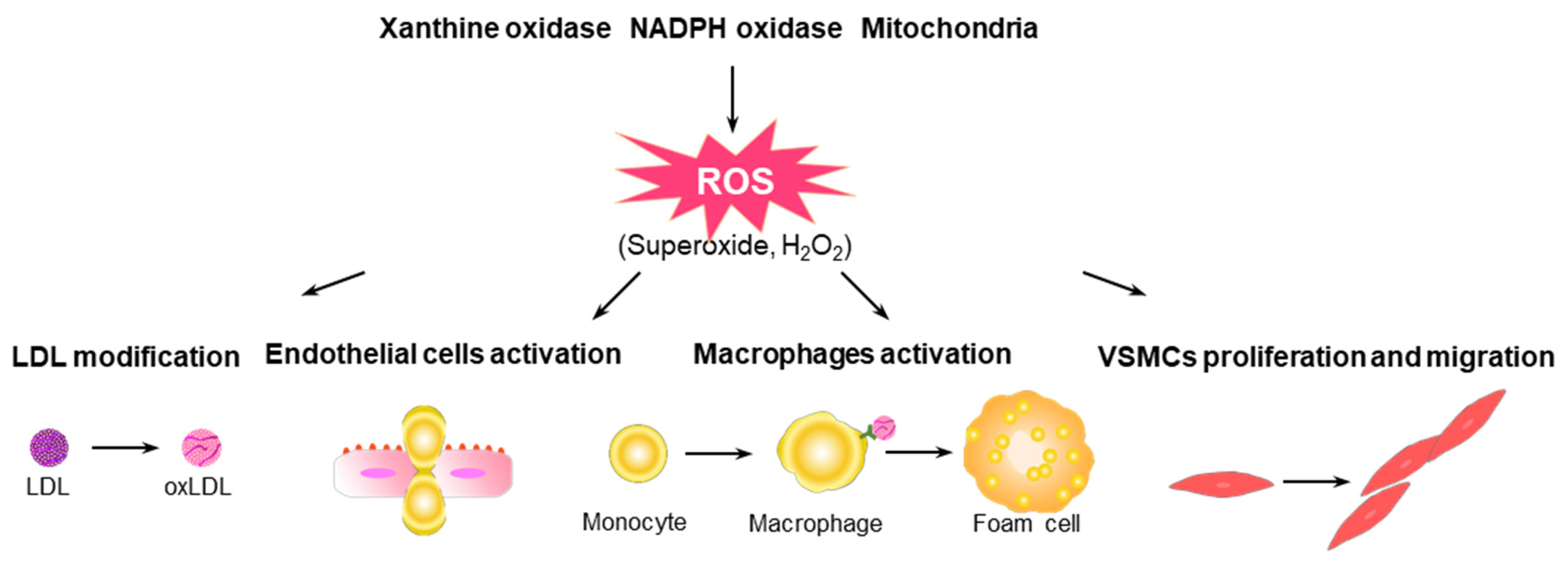 Antioxidants 10 01244 g001