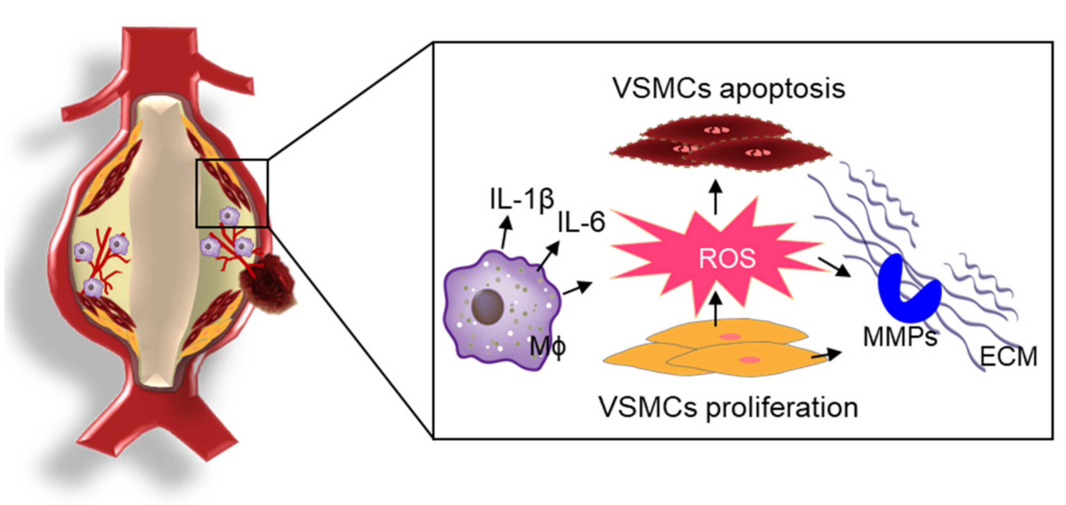 Antioxidants 10 01244 g002