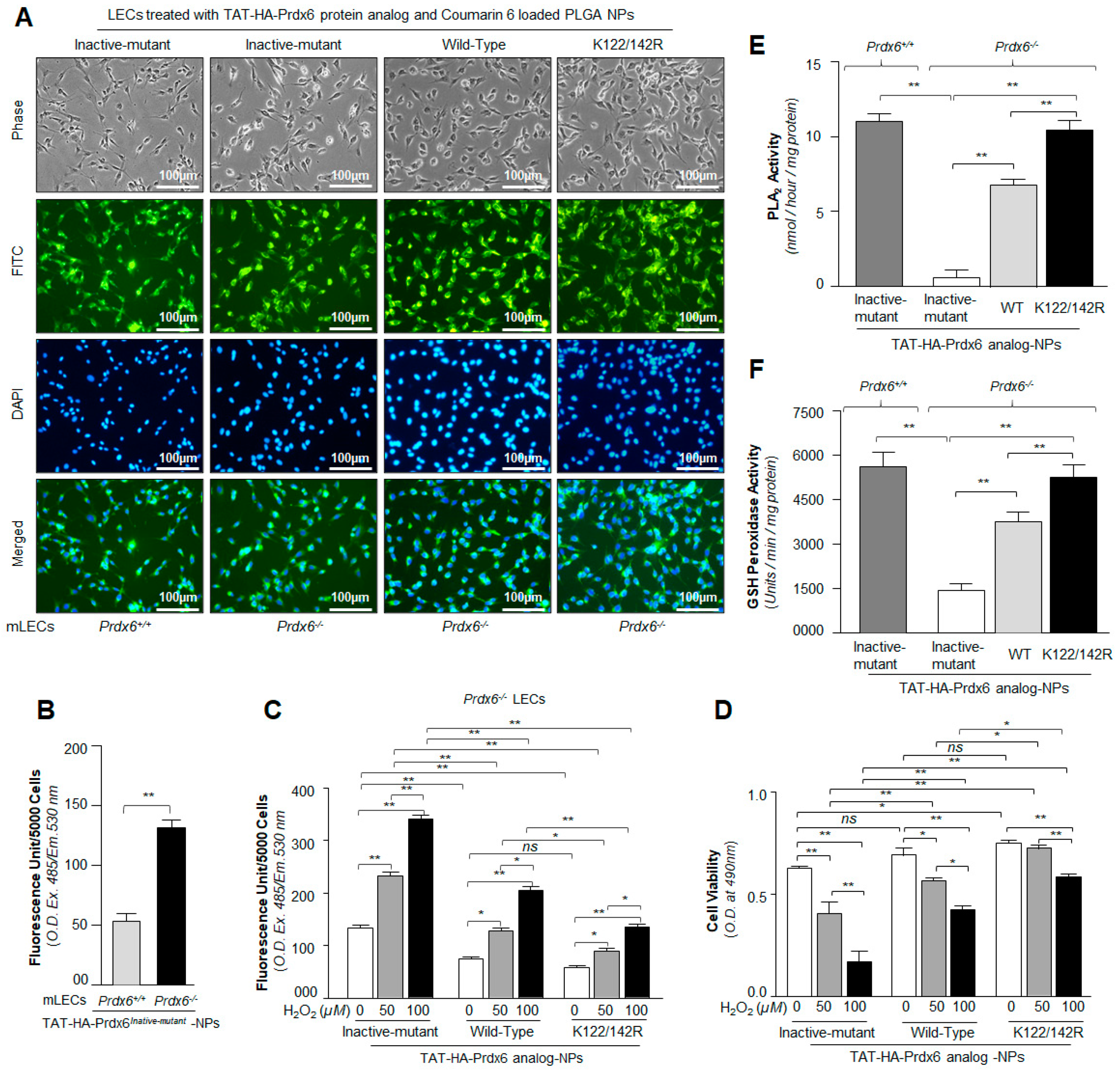 Antioxidants 10 01245 g005