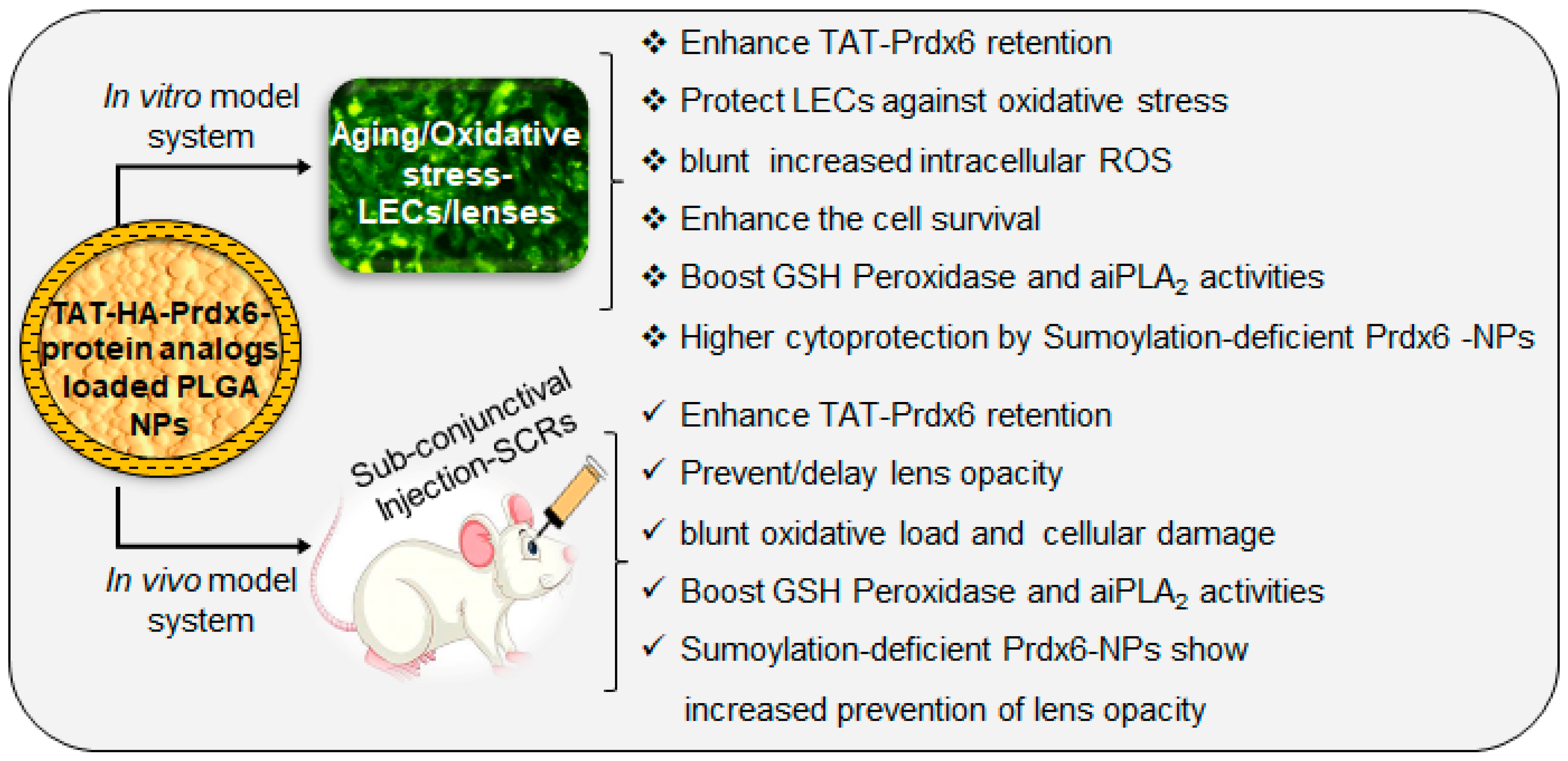 Antioxidants 10 01245 g007