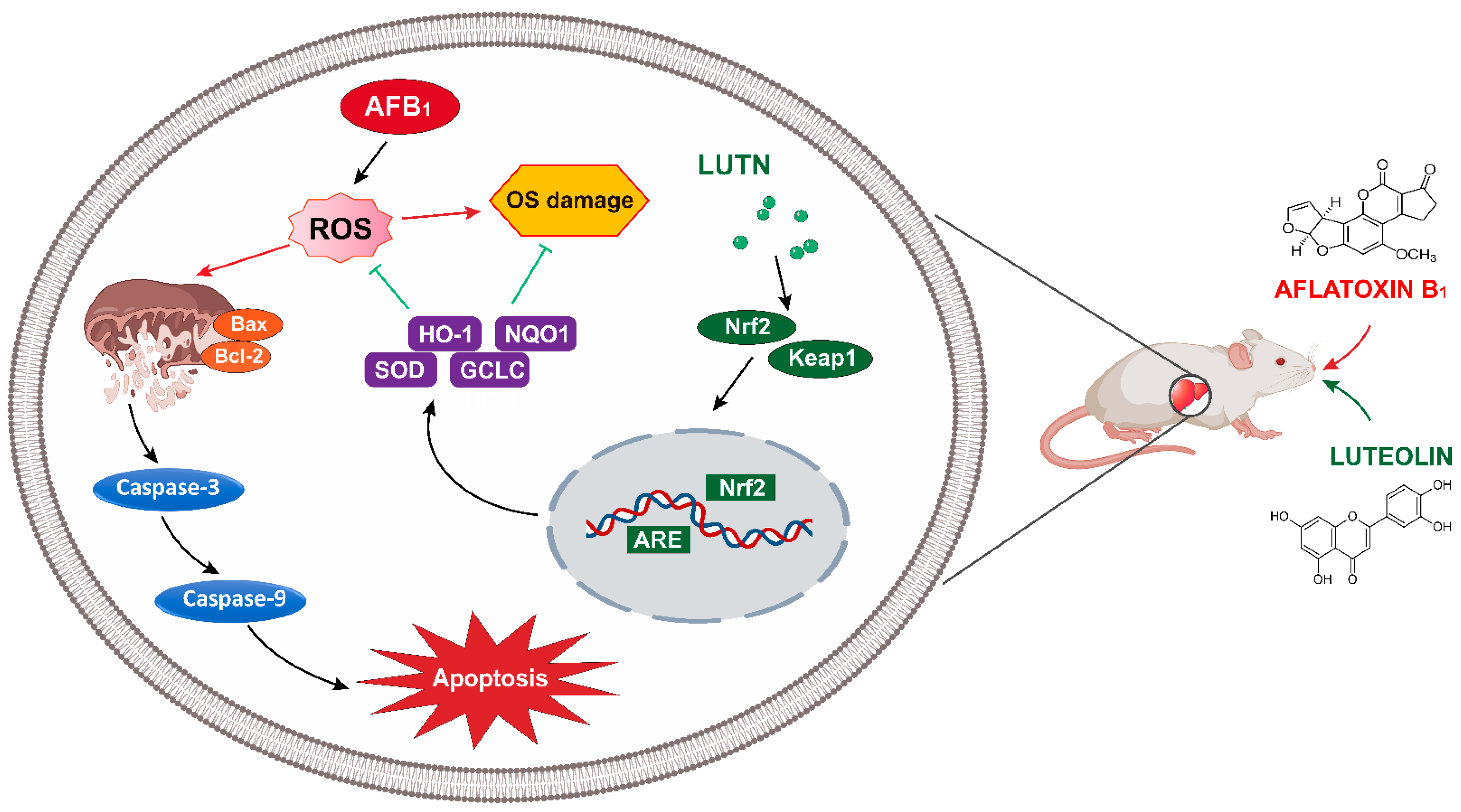 Antioxidants 10 01268 g008