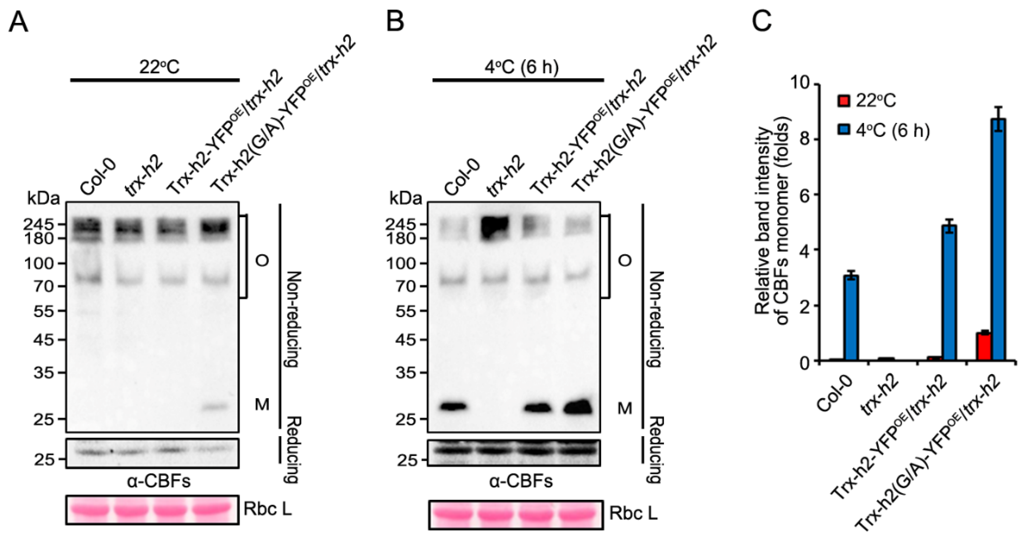Antioxidants 10 01287 g004