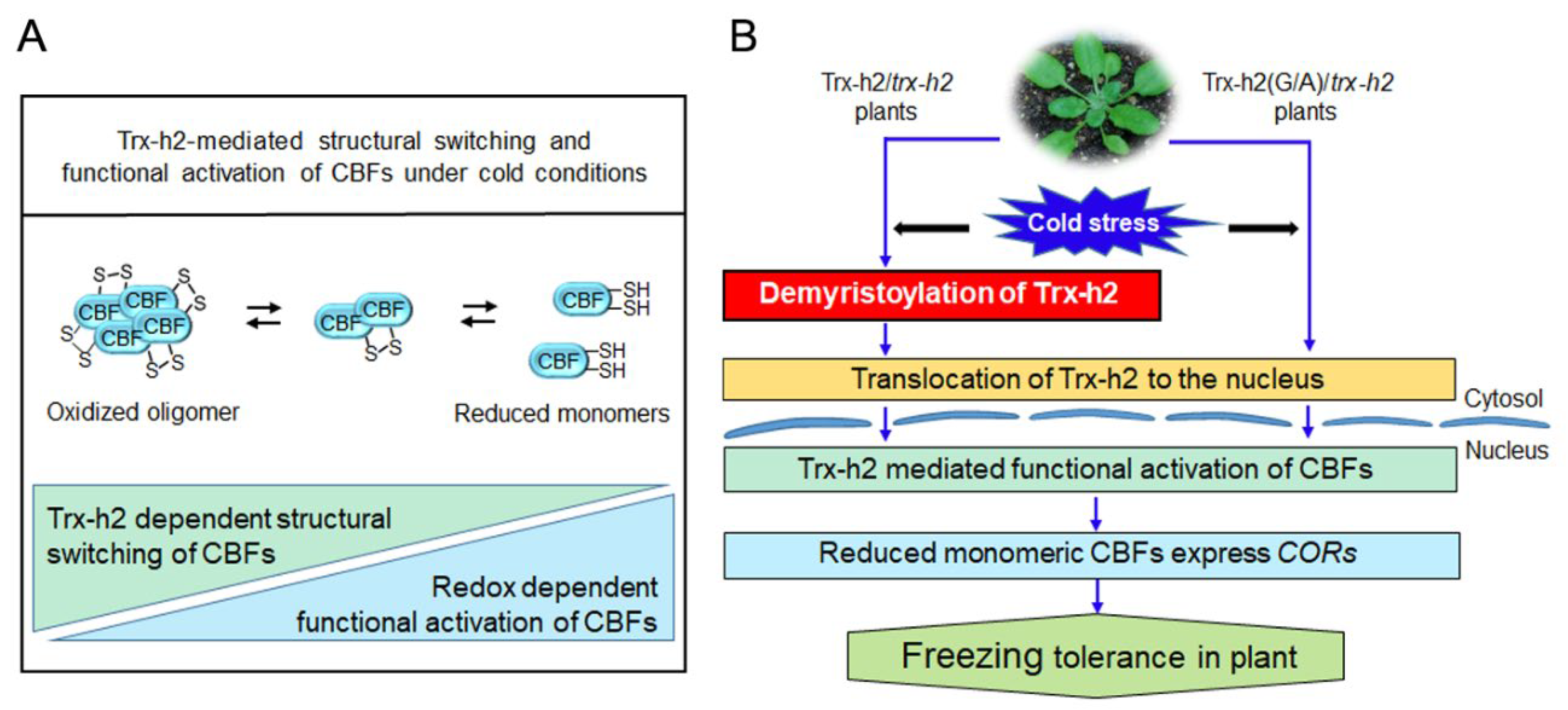 Antioxidants 10 01287 g008