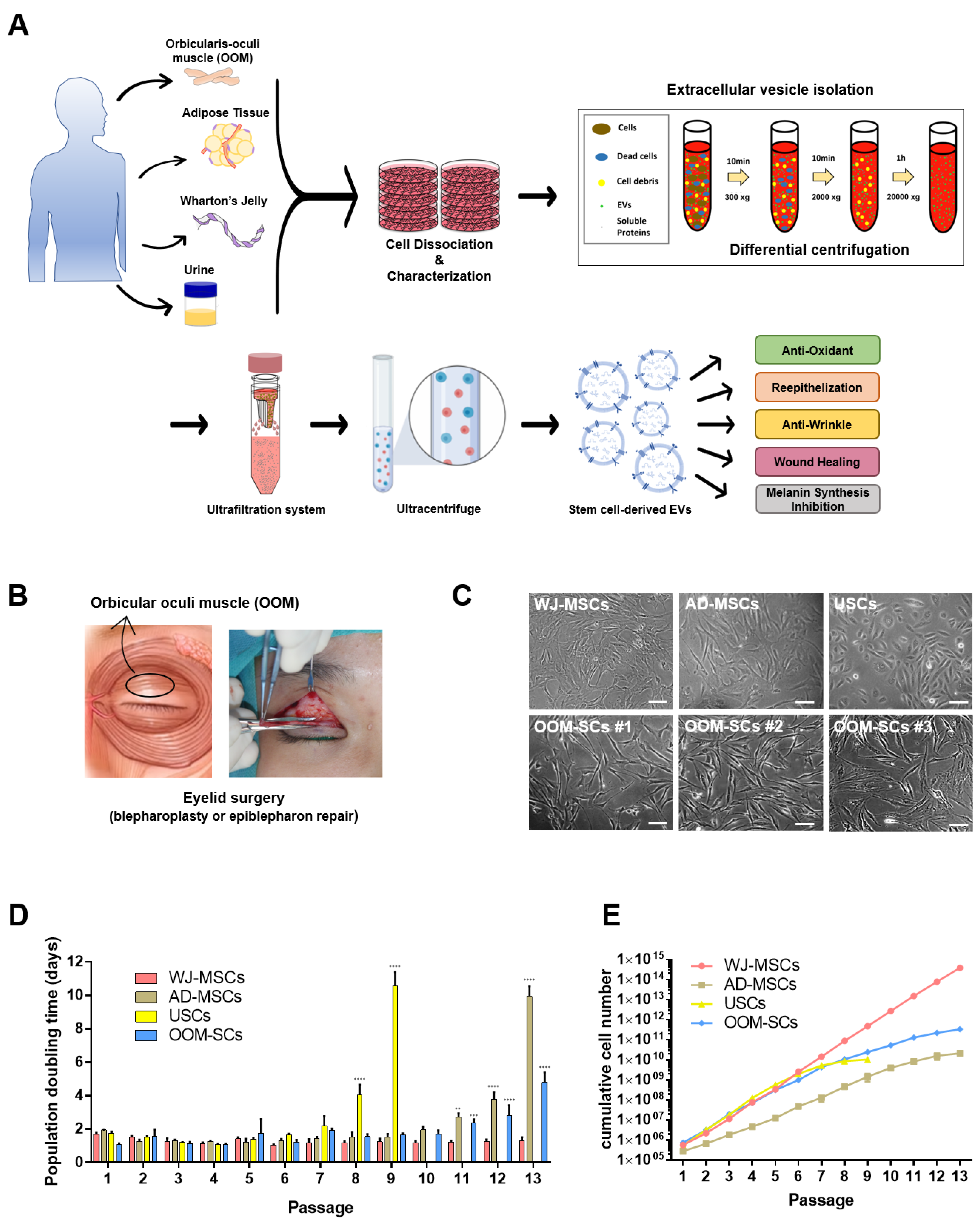 Frontiers  Tissue Regeneration Capacity of Extracellular Vesicles