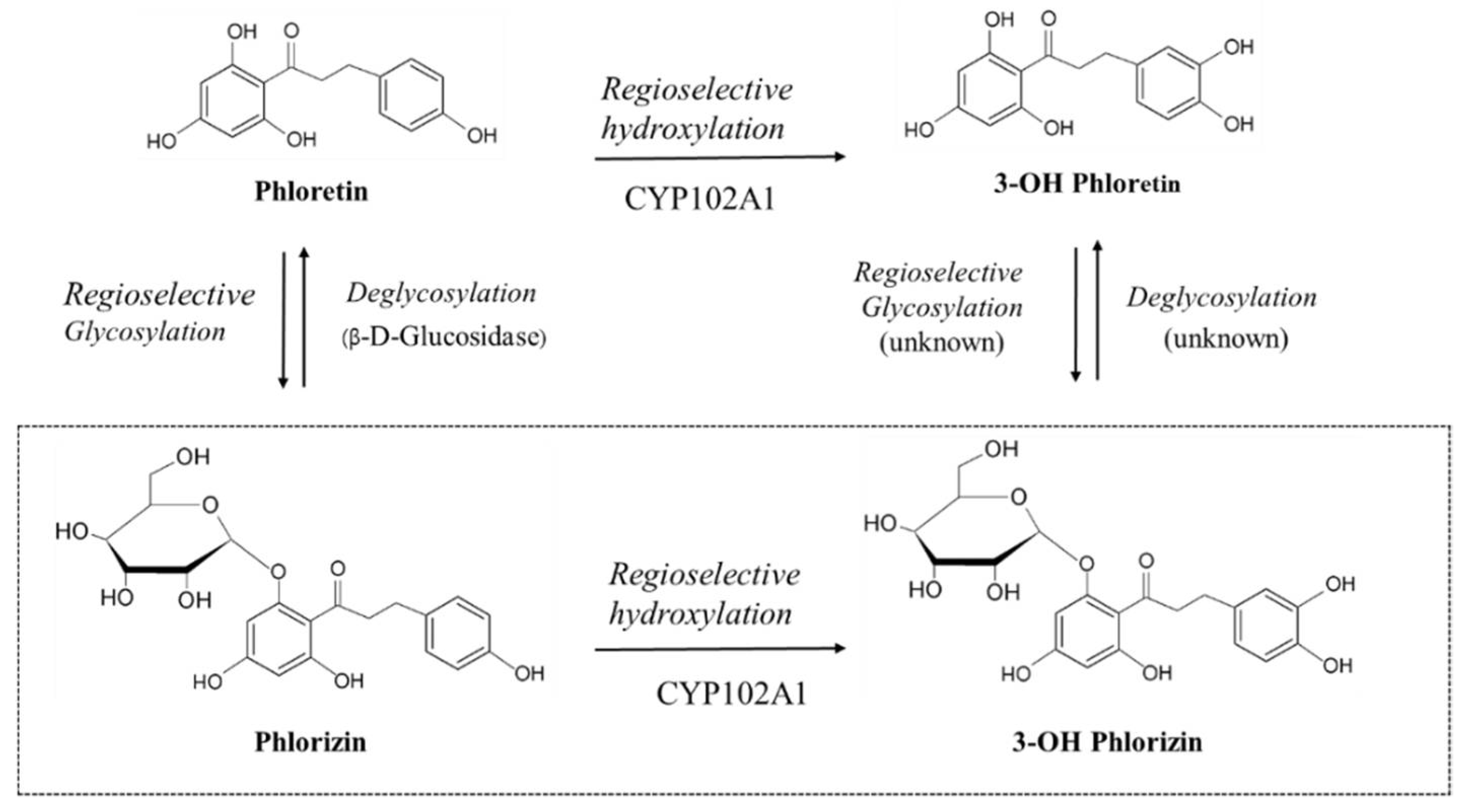 Antioxidants 10 01327 g001
