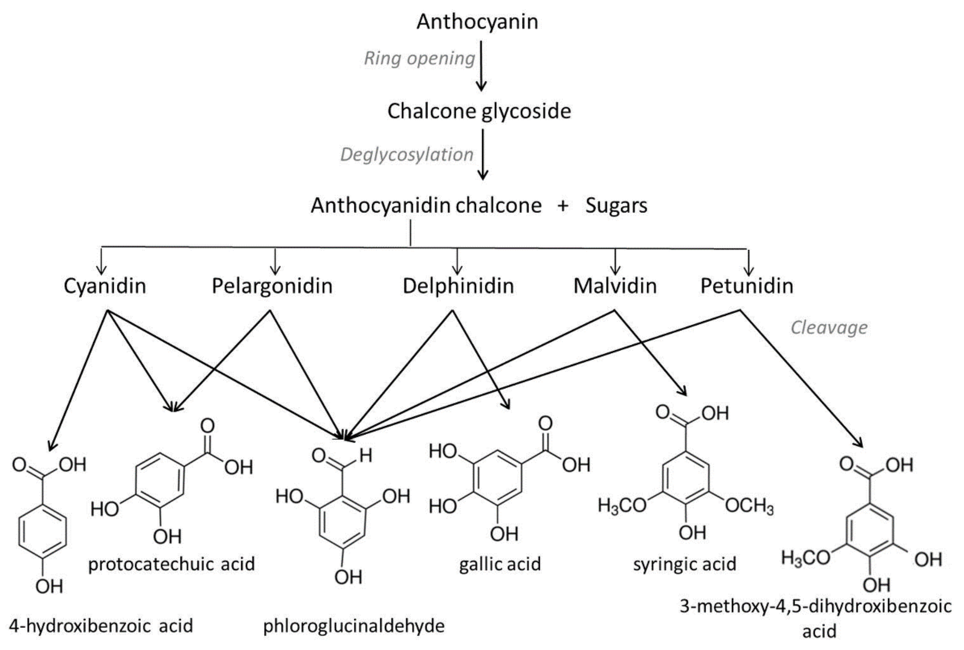 Antioxidants 10 01337 g002