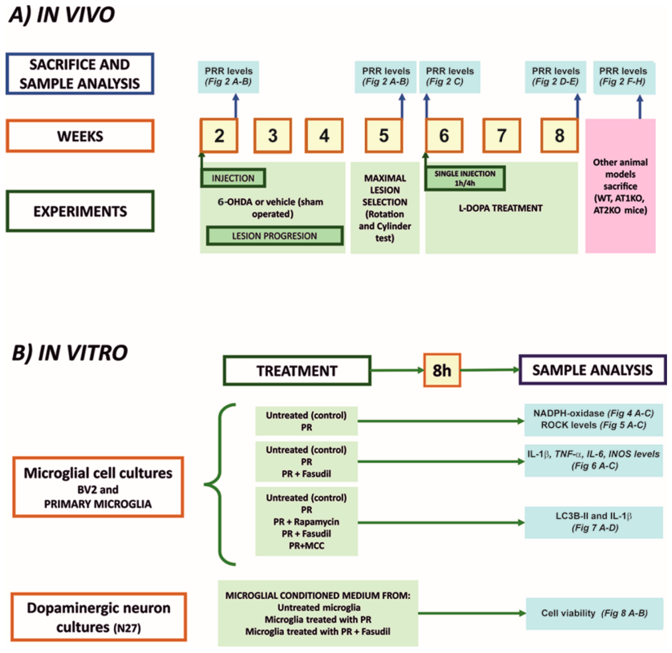 Antioxidants 10 01340 g001