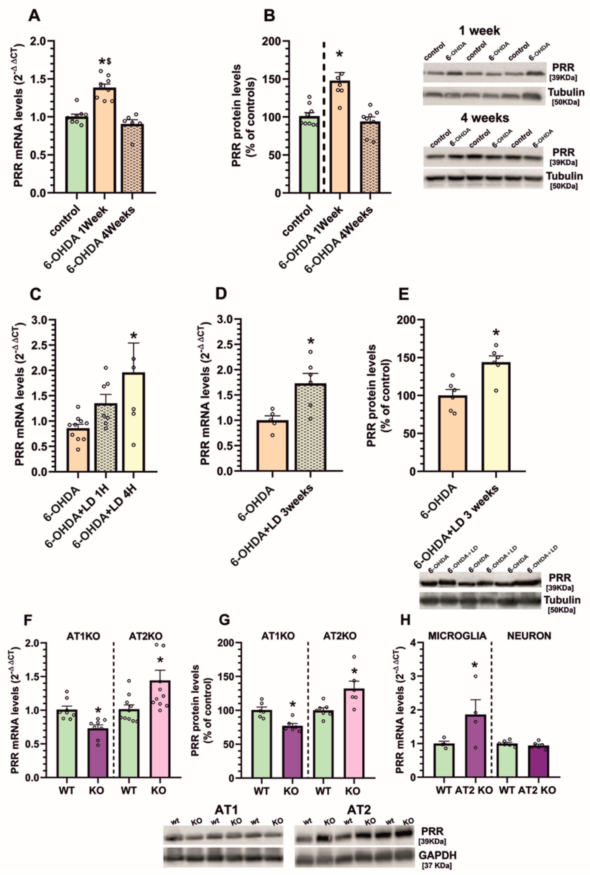 Antioxidants 10 01340 g002
