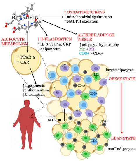 Antioxidants | Free Full-Text | Serum Bilirubin Levels in Overweight and  Obese Individuals: The Importance of Anti-Inflammatory and Antioxidant  Responses
