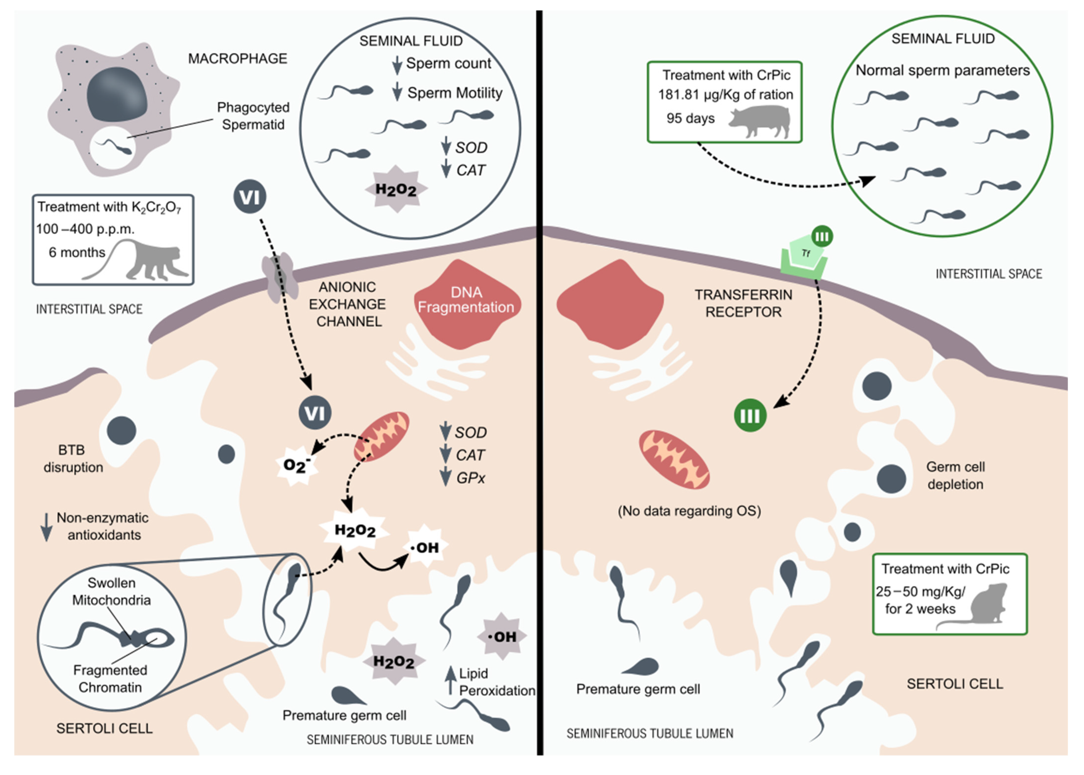 Antioxidants 10 01365 g003 Antioxidants 10 01365 g003