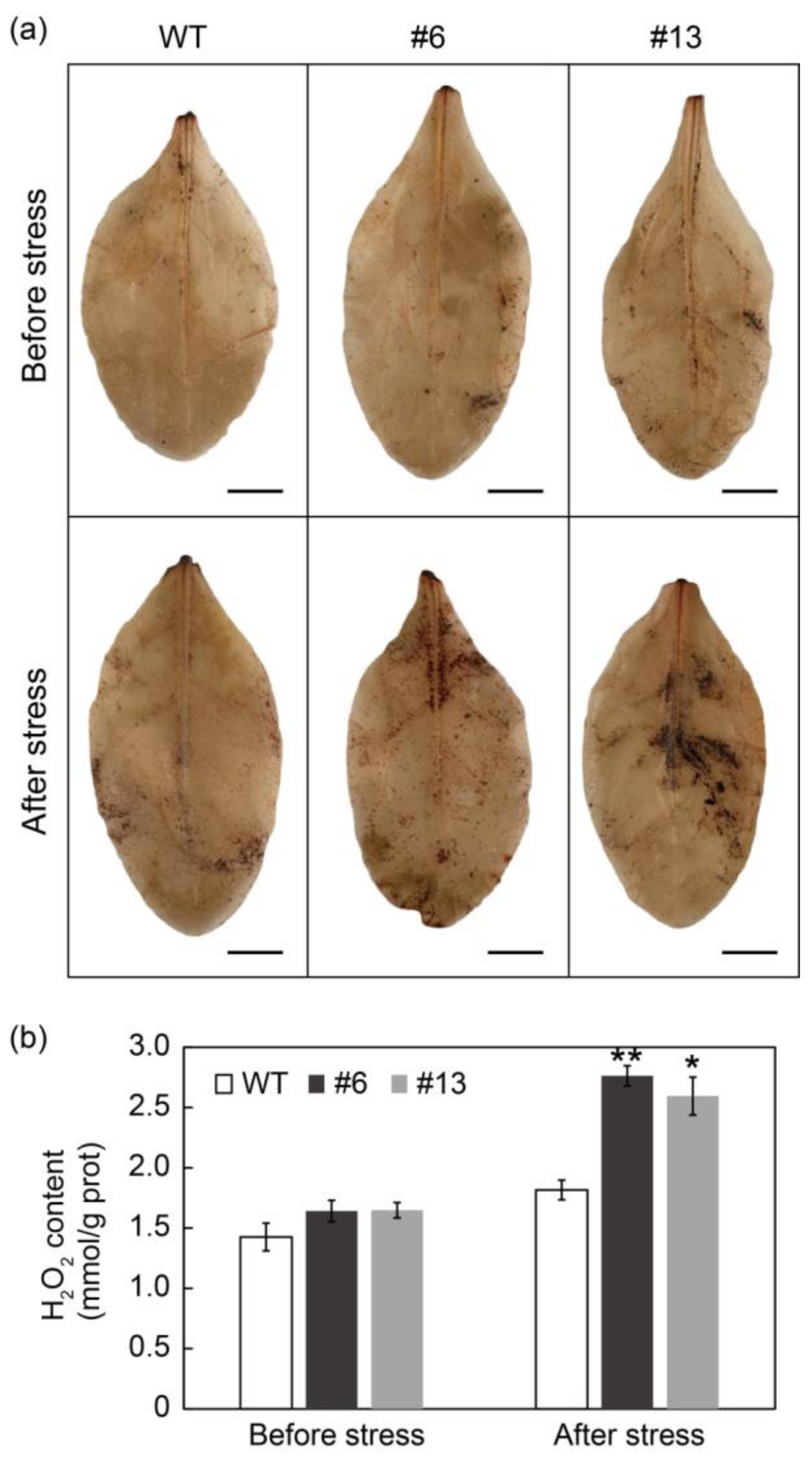Antioxidants 10 01388 g008