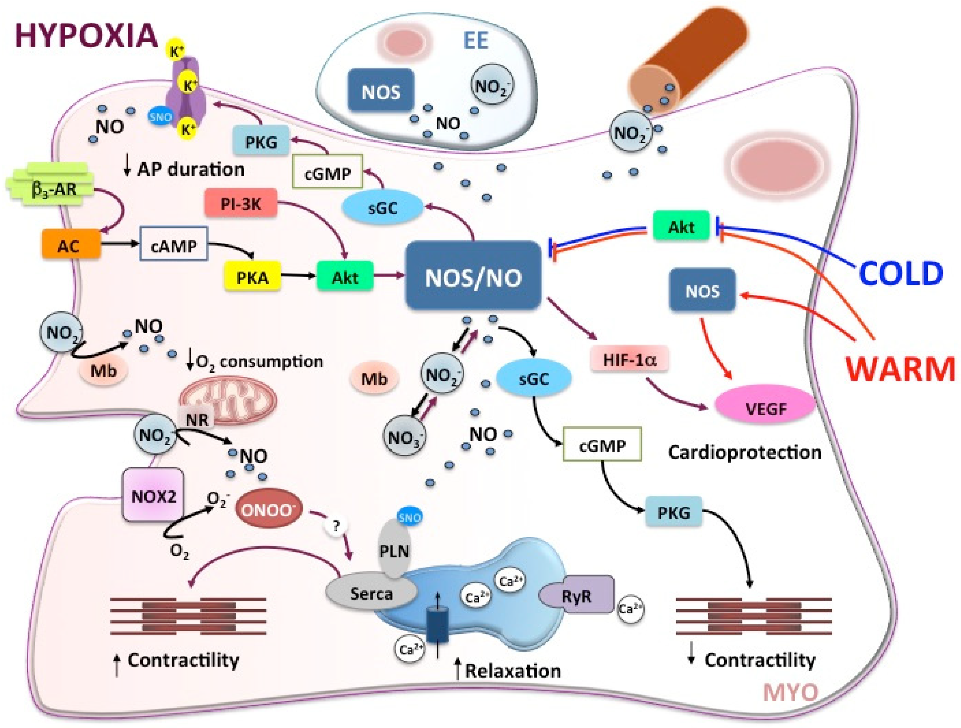 Antioxidants 10 01401 g002 Antioxidants 10 01401 g002