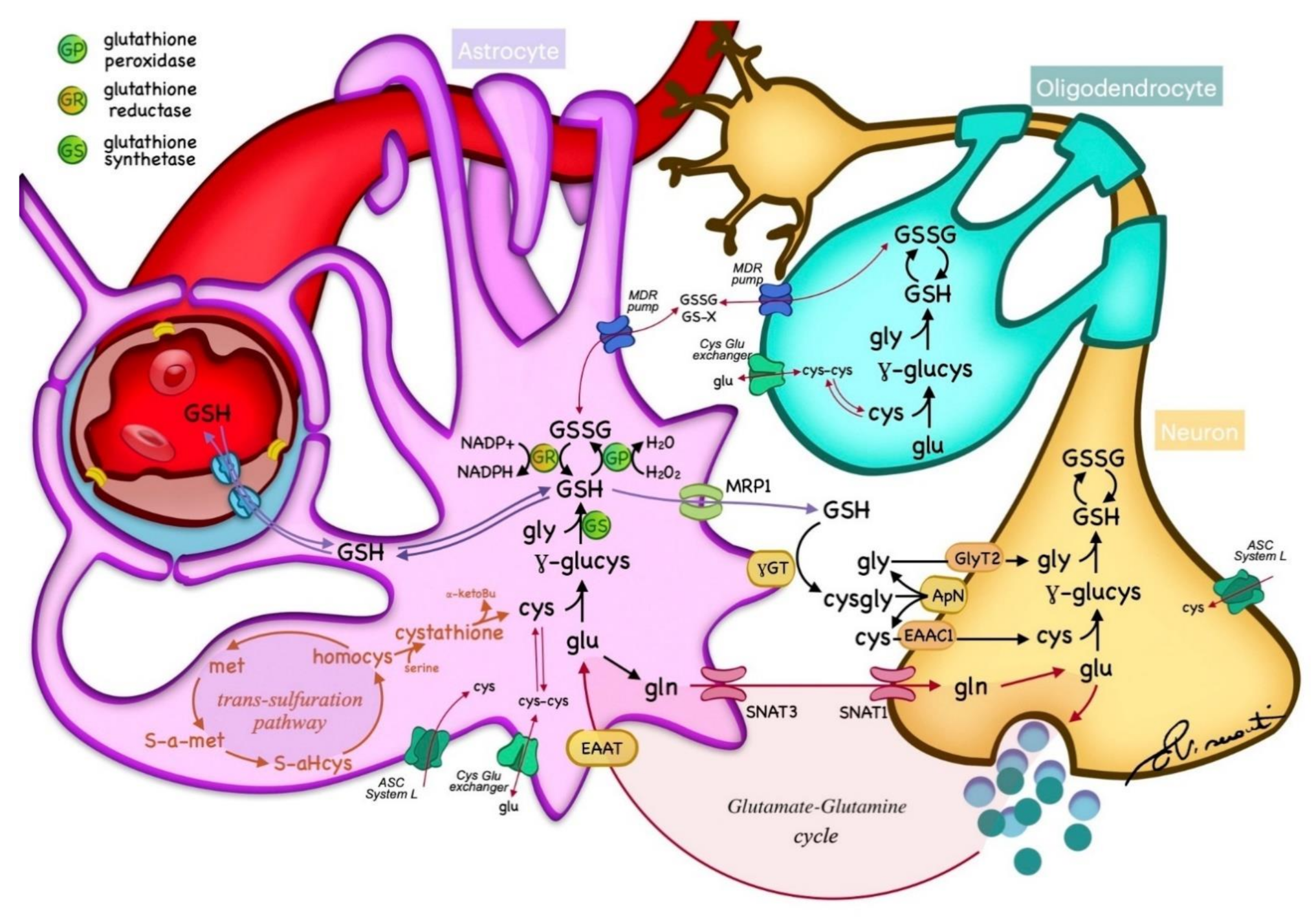 Antioxidants | Free Full-Text | In Vivo Brain GSH: MRS Methods and Clinical  Applications | HTML