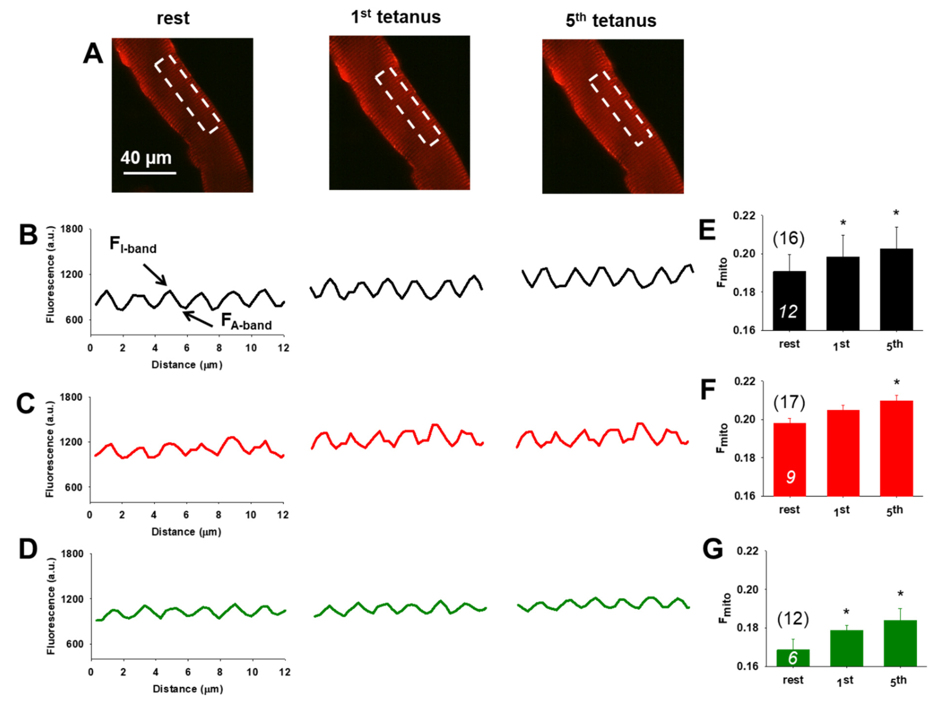 Antioxidants 10 01415 g004