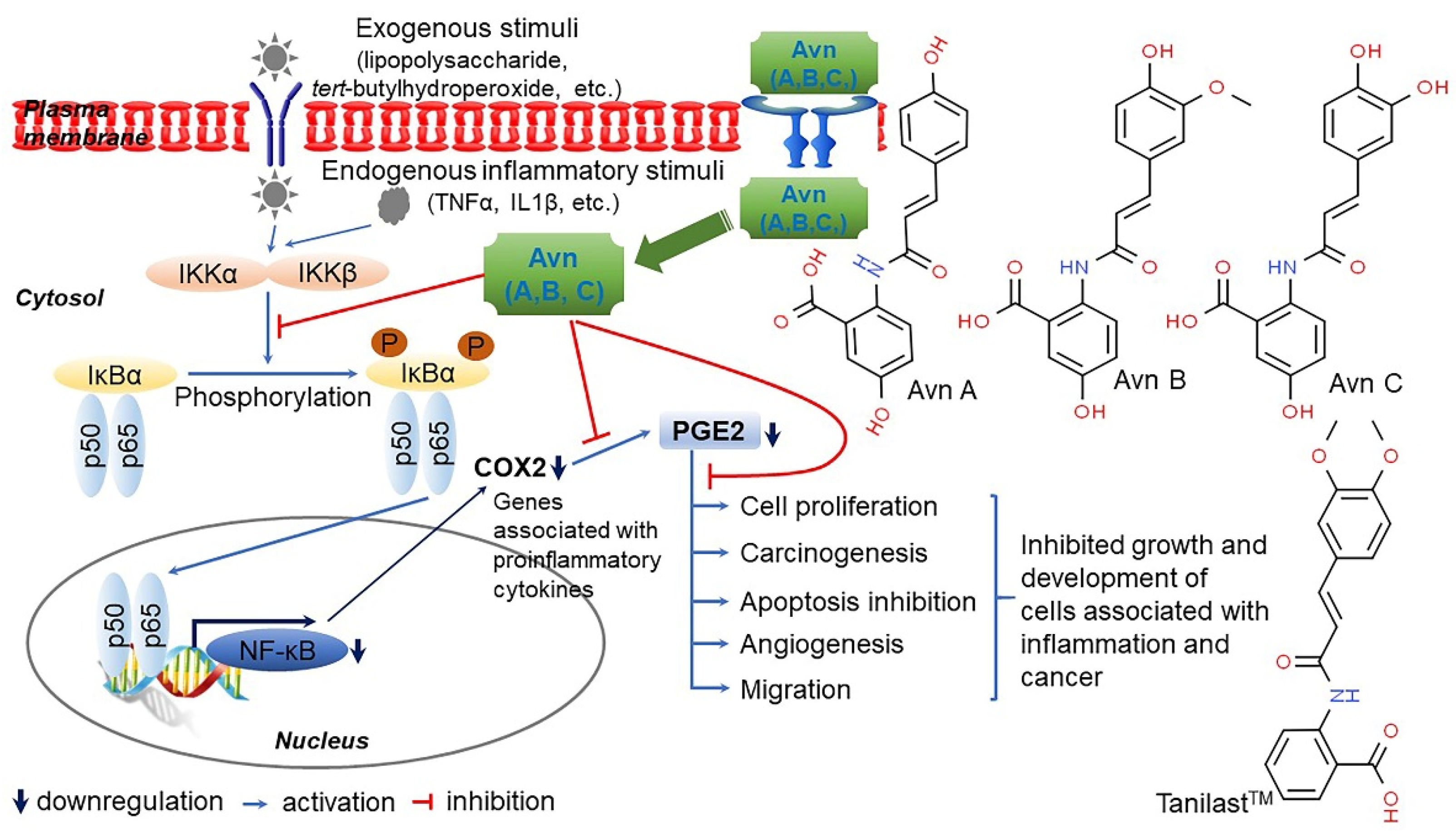 Antioxidants 10 01454 g008 Antioxidants 10 01454 g008