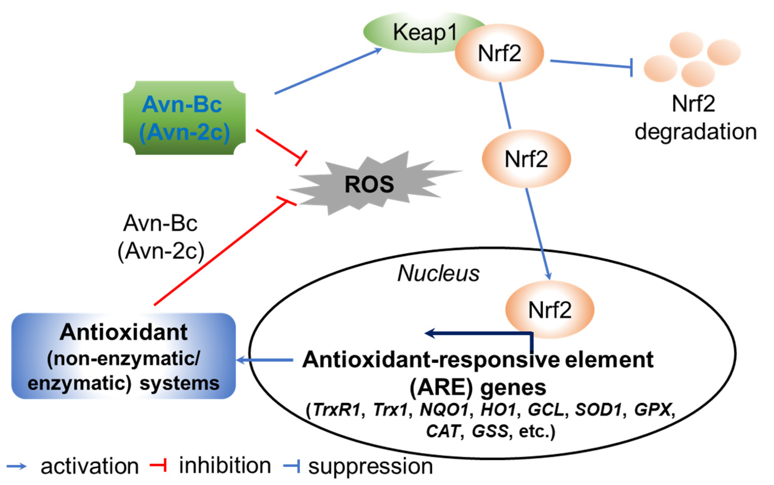 Antioxidants 10 01454 g010 Antioxidants 10 01454 g010