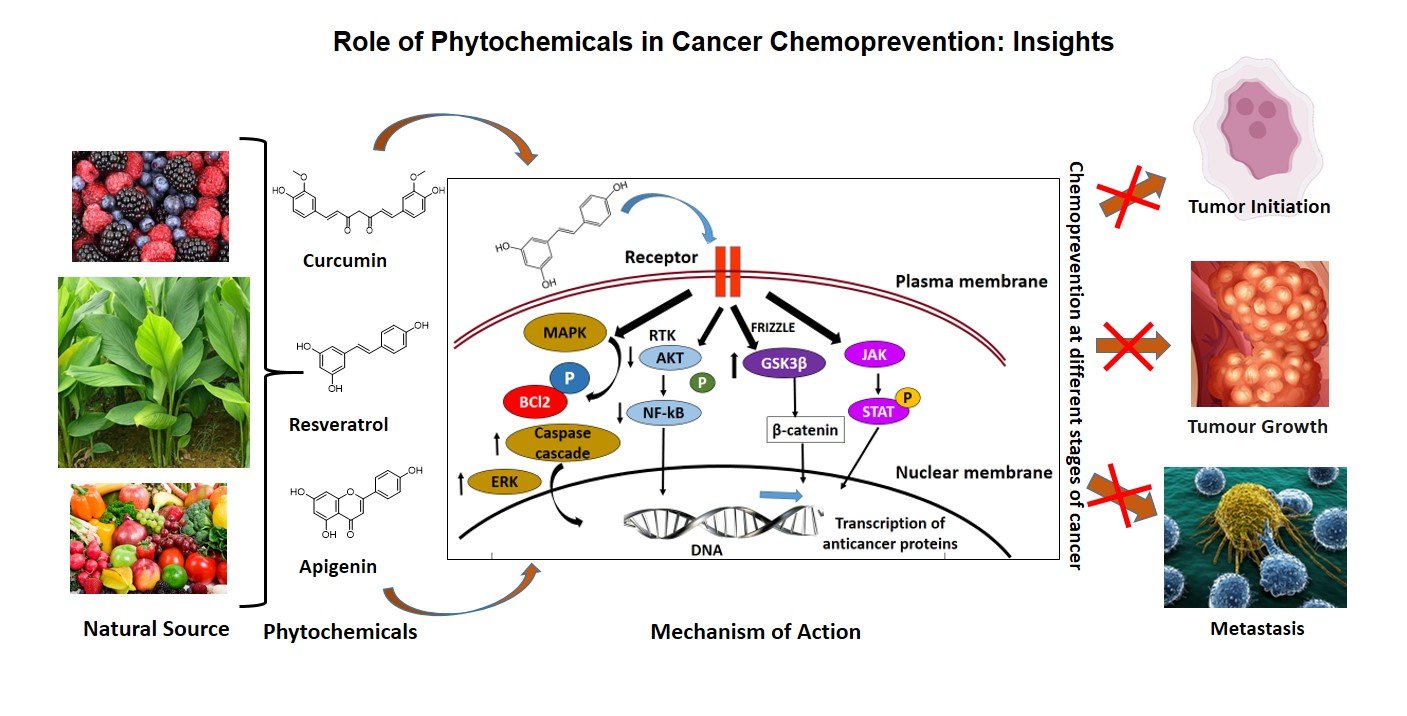 Antioxidants Free Full Text Role Of Phytochemicals In Cancer Chemoprevention Insights Html