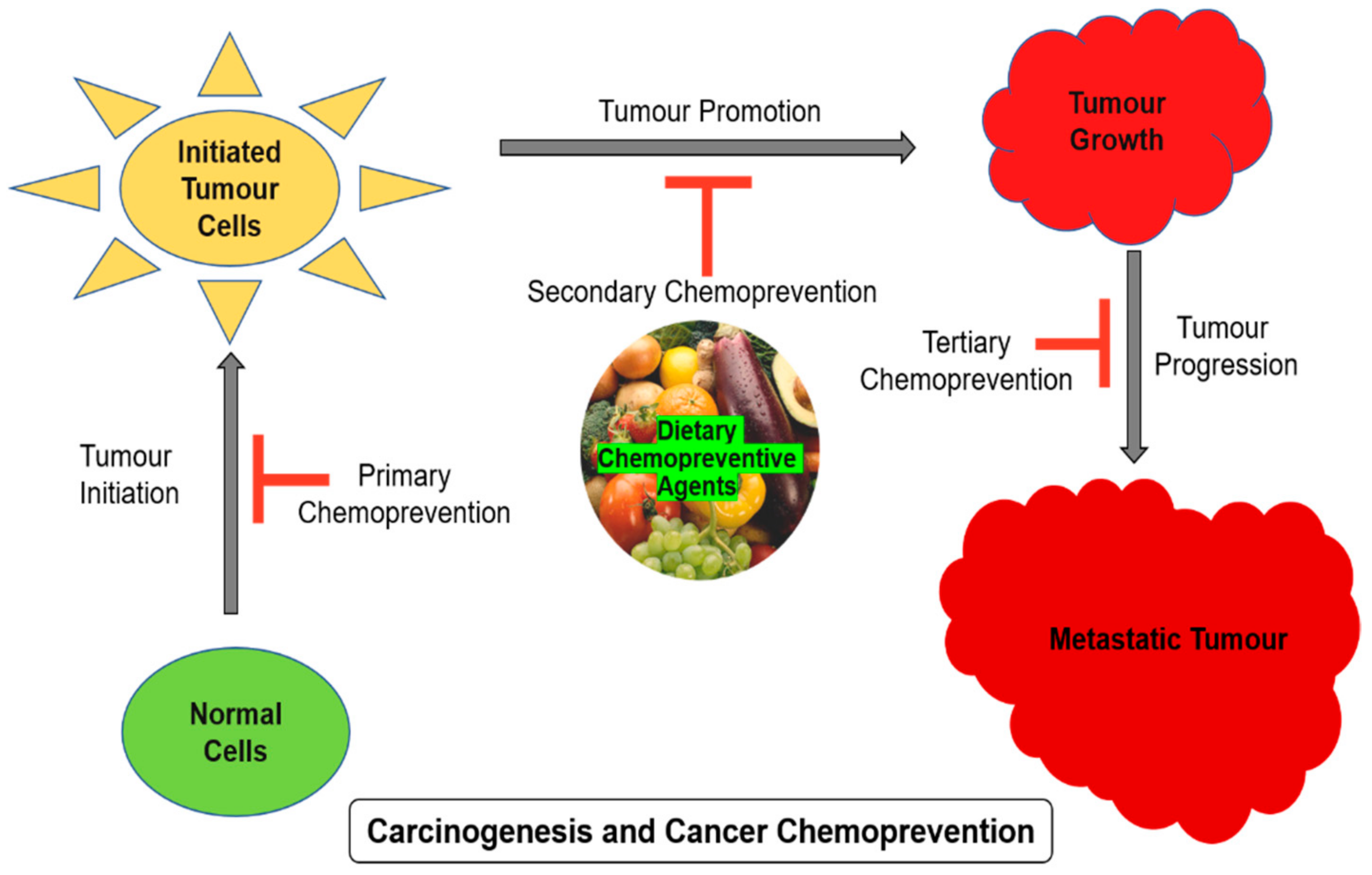 Antioxidants Free Full Text Role Of Phytochemicals In Cancer Chemoprevention Insights