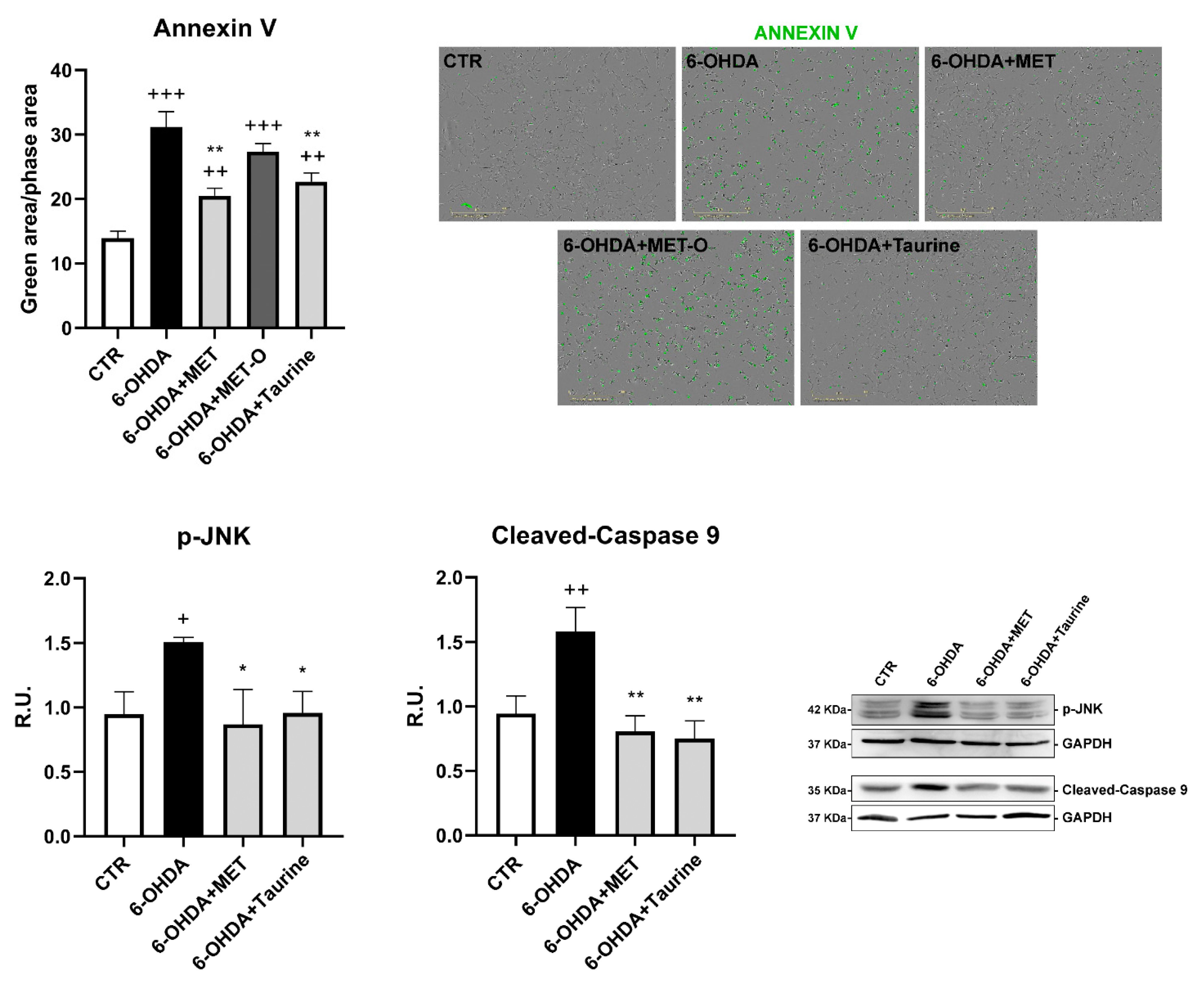 Antioxidants 10 01467 g004