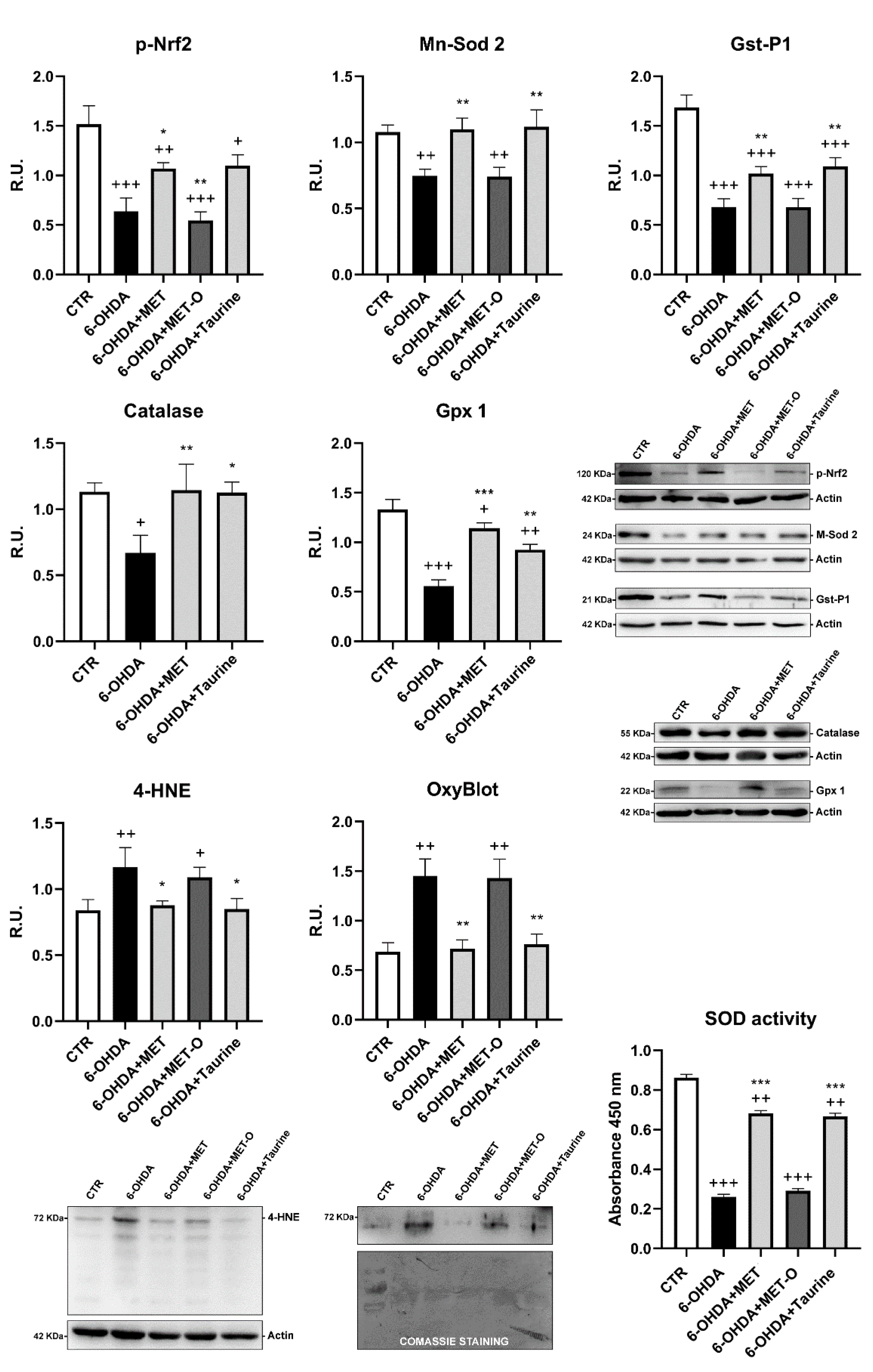 Antioxidants 10 01467 g006
