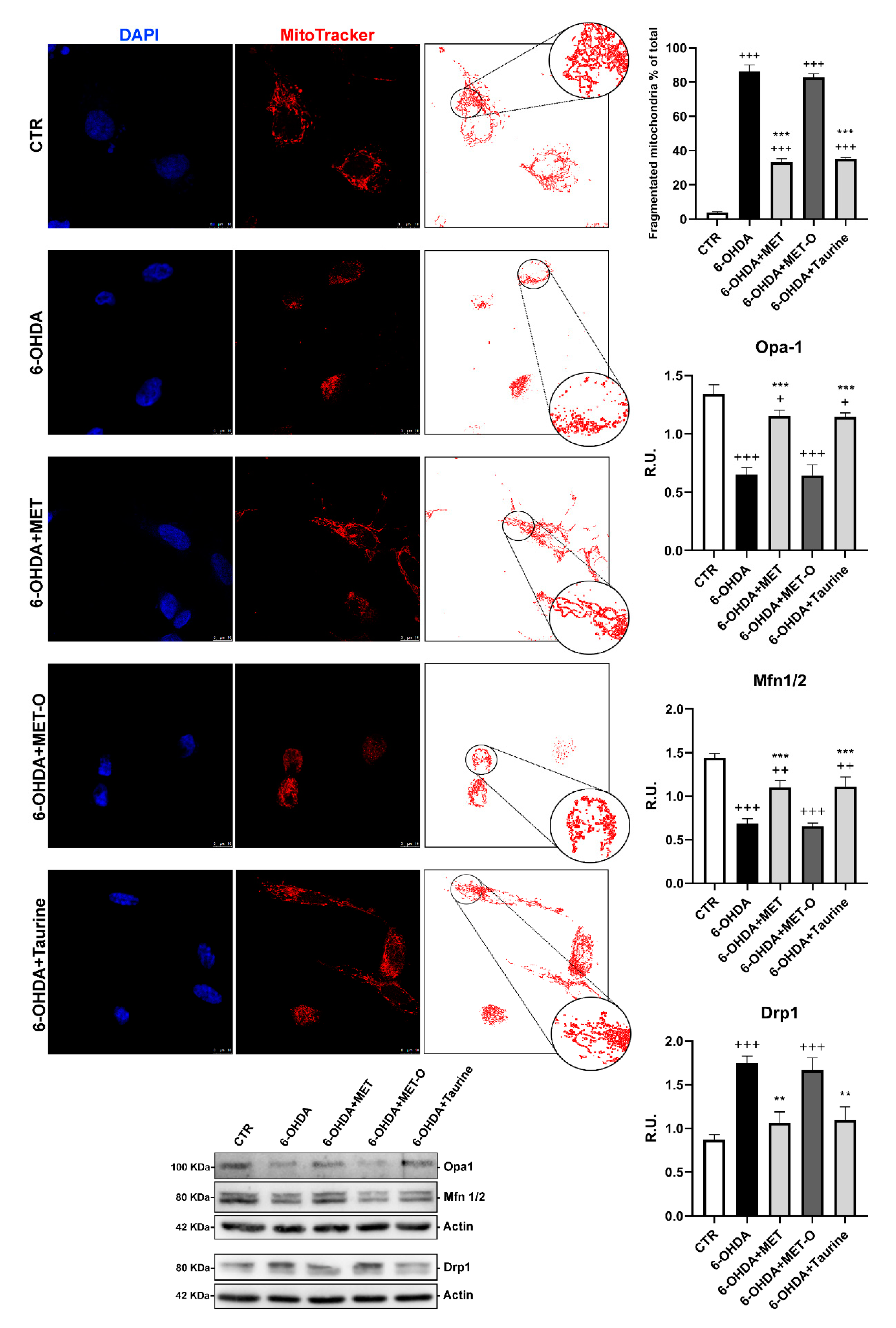 Antioxidants 10 01467 g010