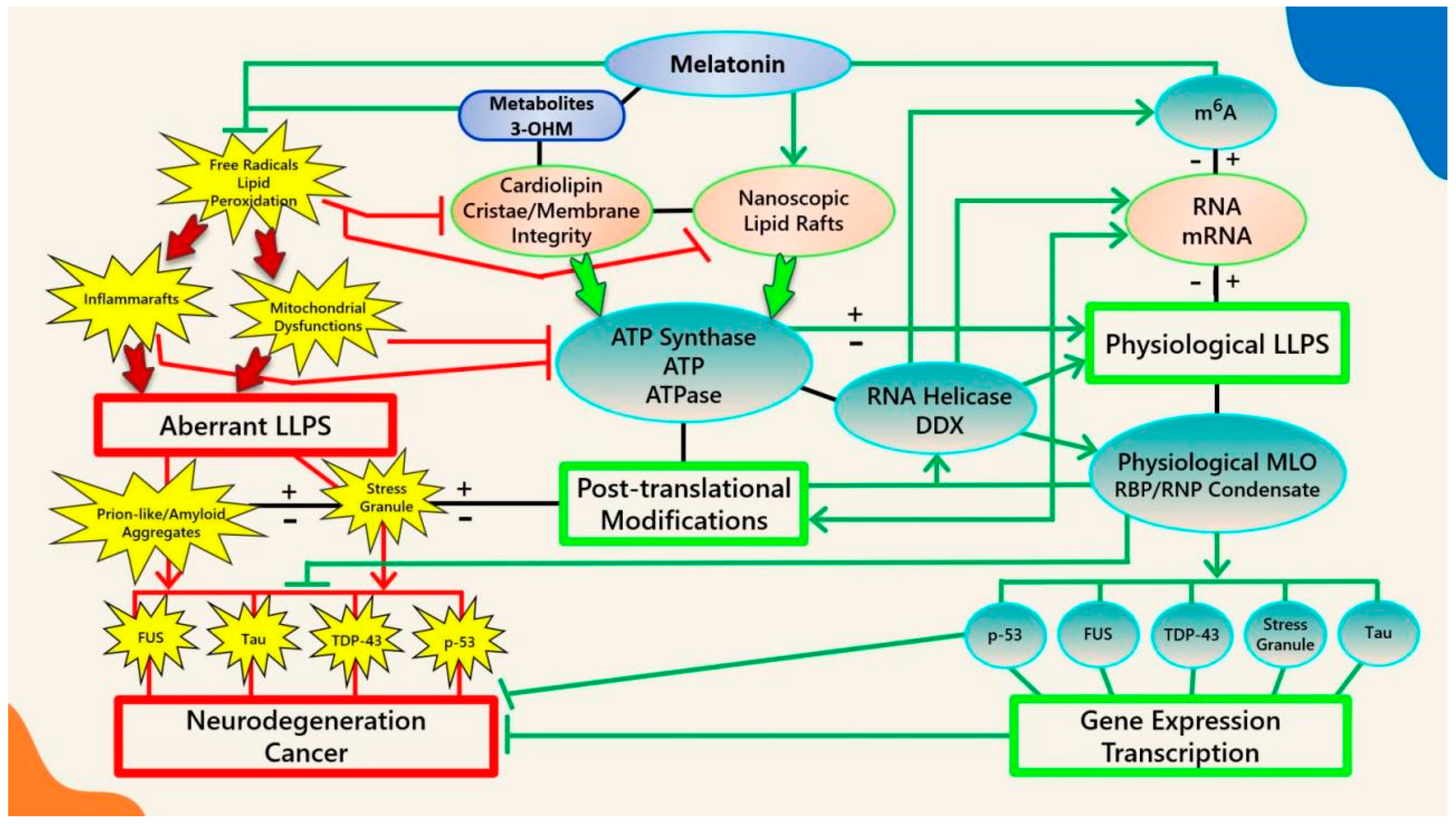 Antioxidants | Free Full-Text | Melatonin: Regulation of Biomolecular  Condensates in Neurodegenerative Disorders