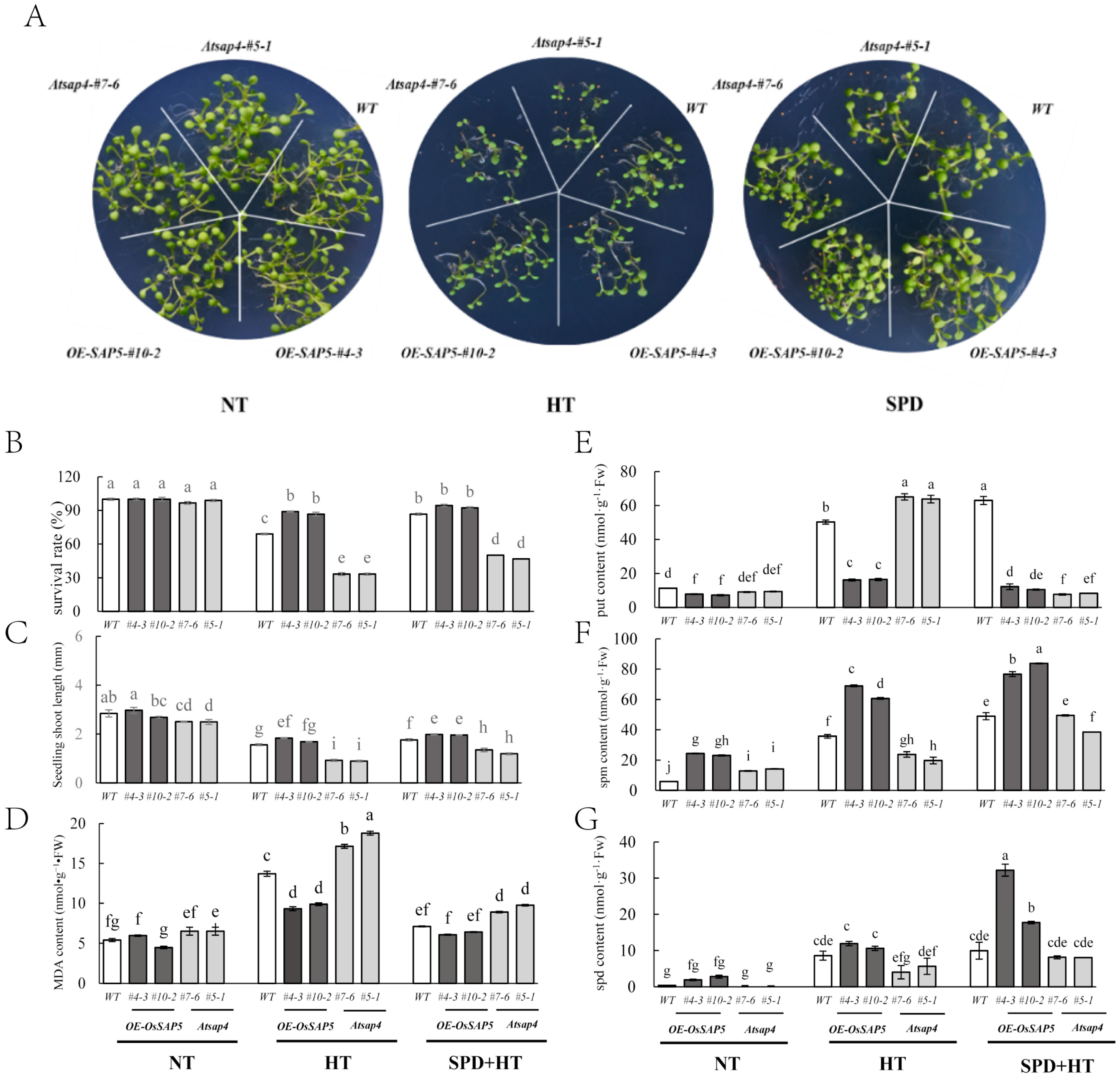 Antioxidants 10 01544 g004