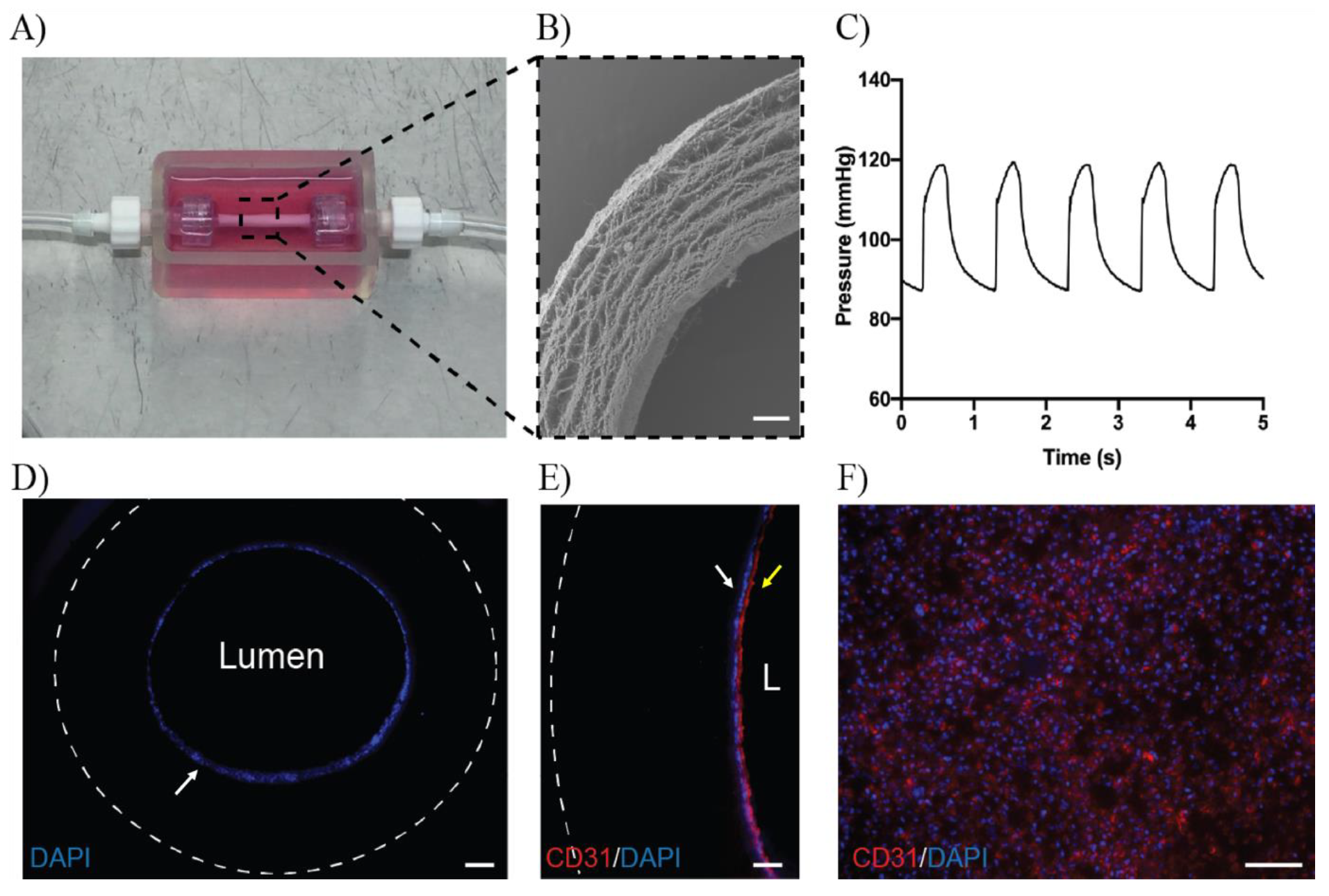 Antioxidants 10 01547 g006
