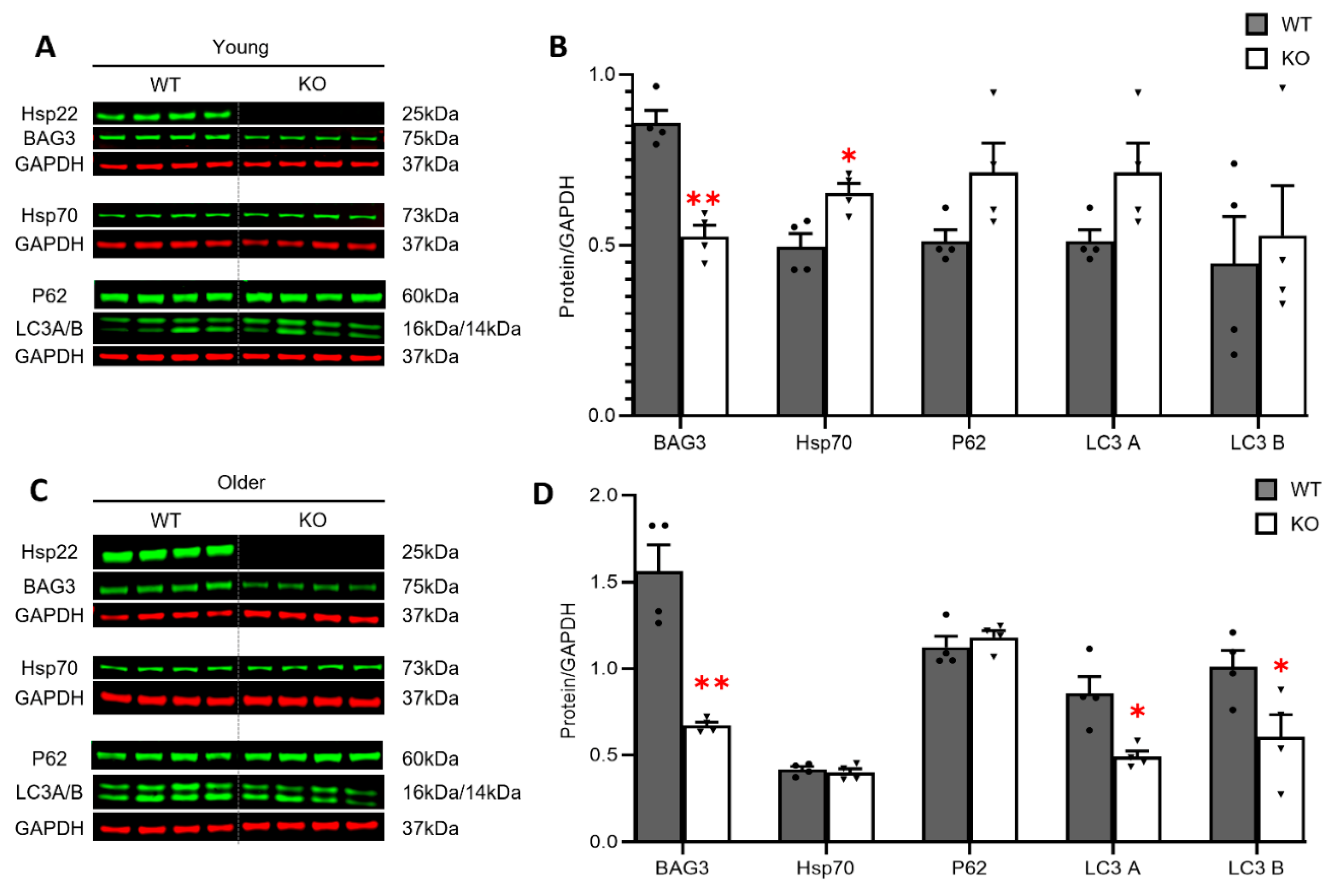 Antioxidants 10 01550 g004