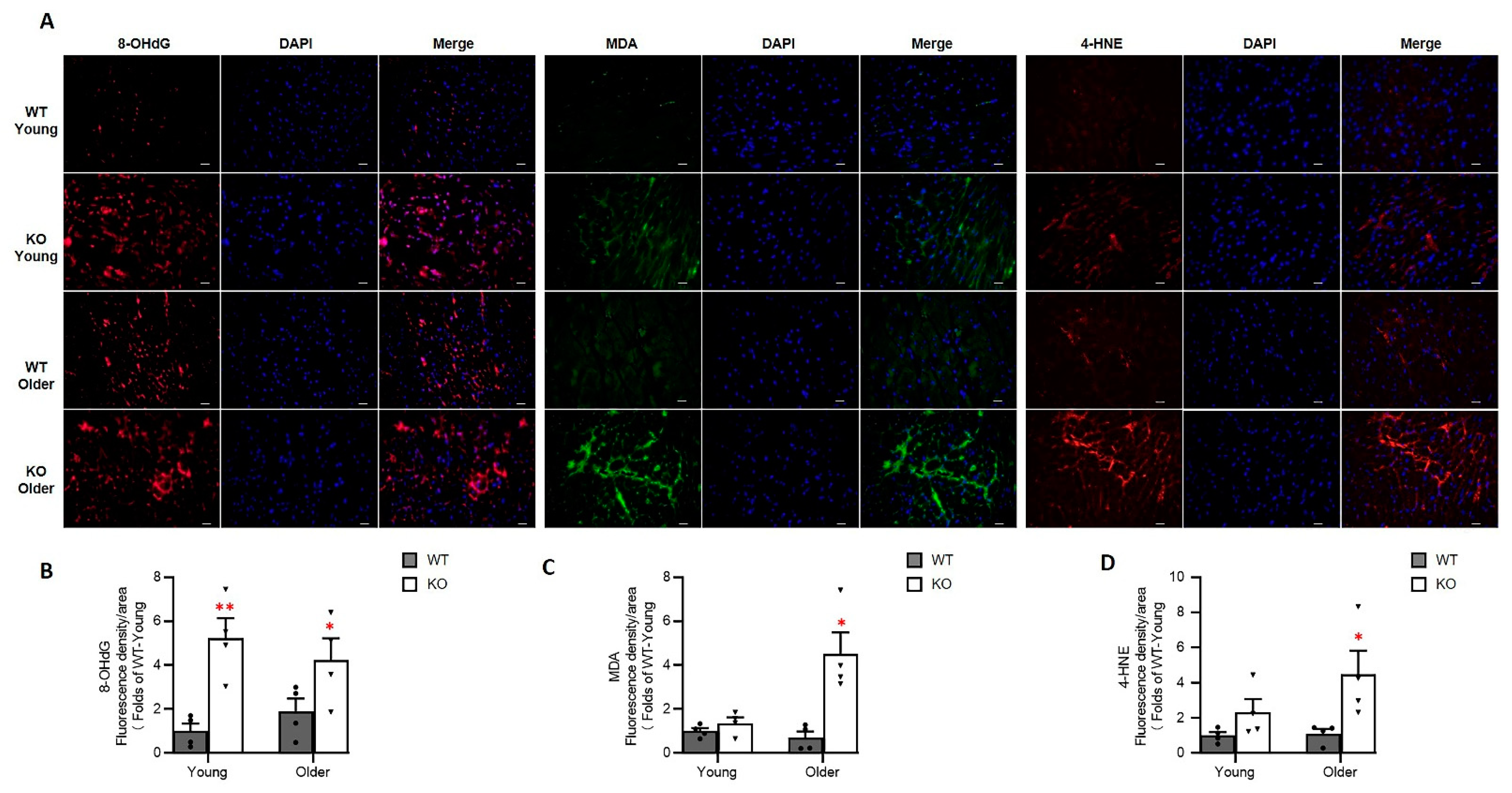 Antioxidants 10 01550 g007