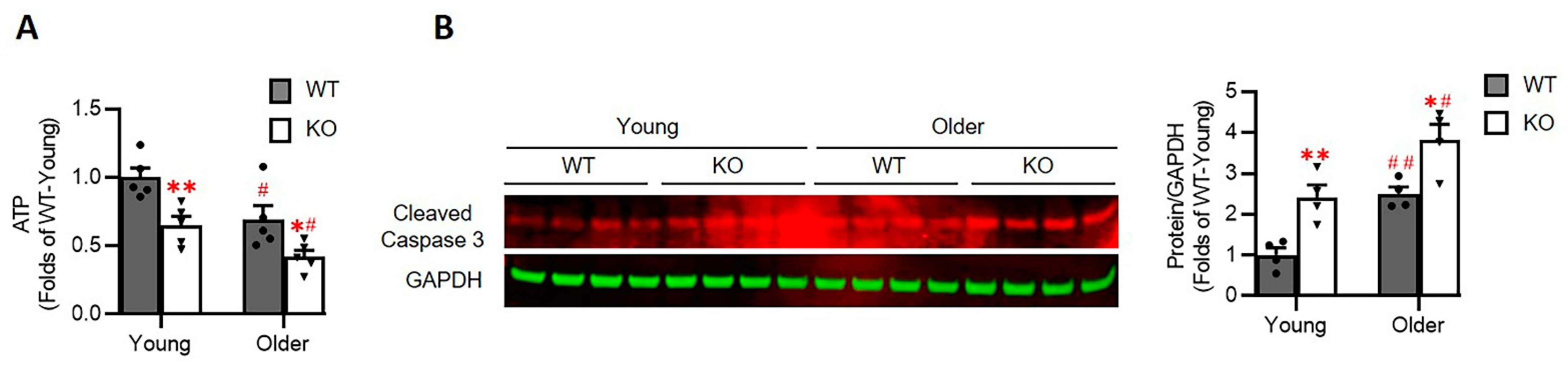 Antioxidants 10 01550 g008