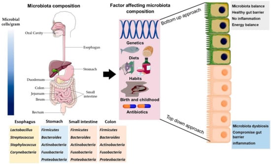 Frontiers  New Insights Into Microbiota Modulation-Based