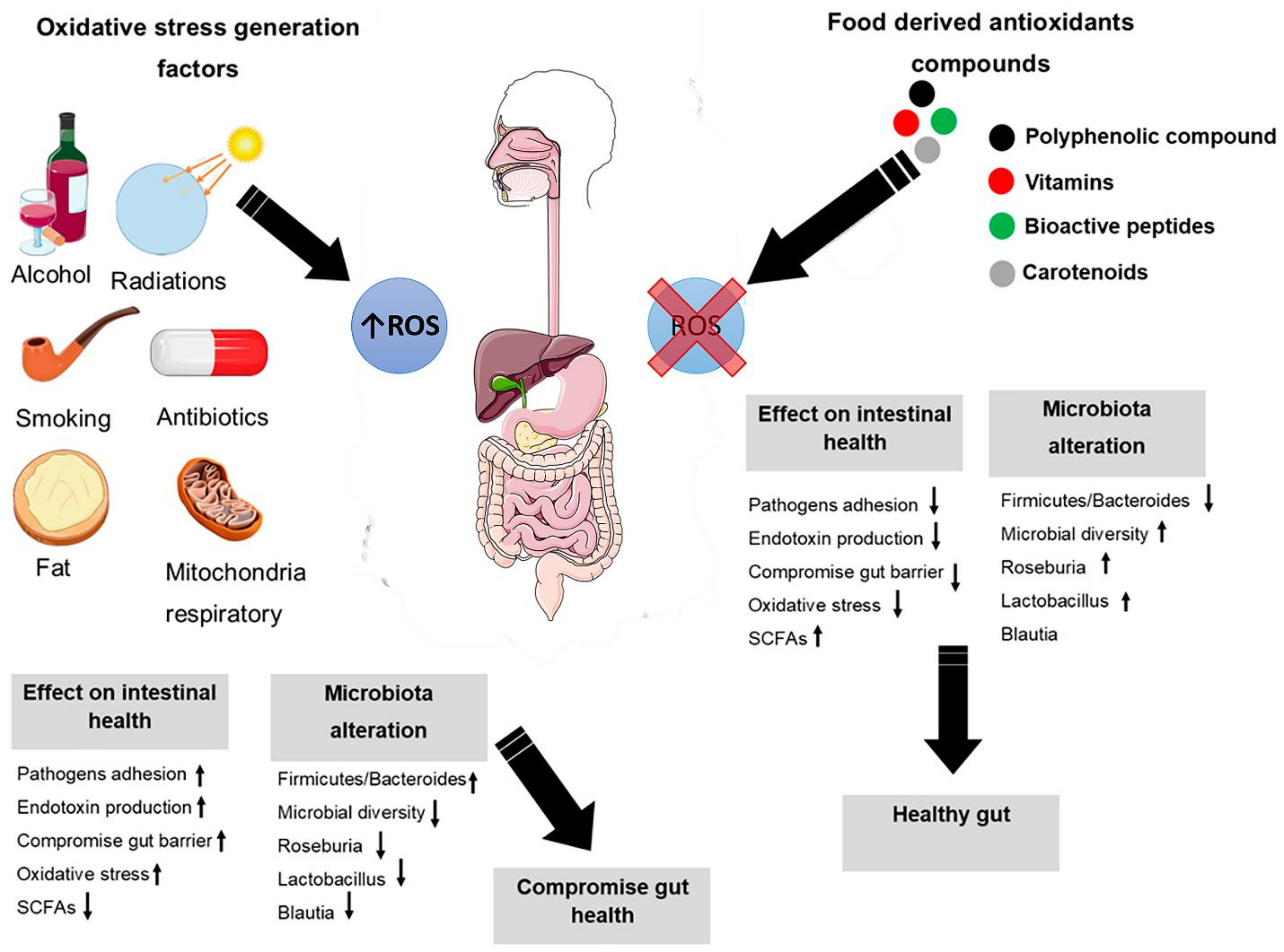 Antioxidants 10 01563 g003