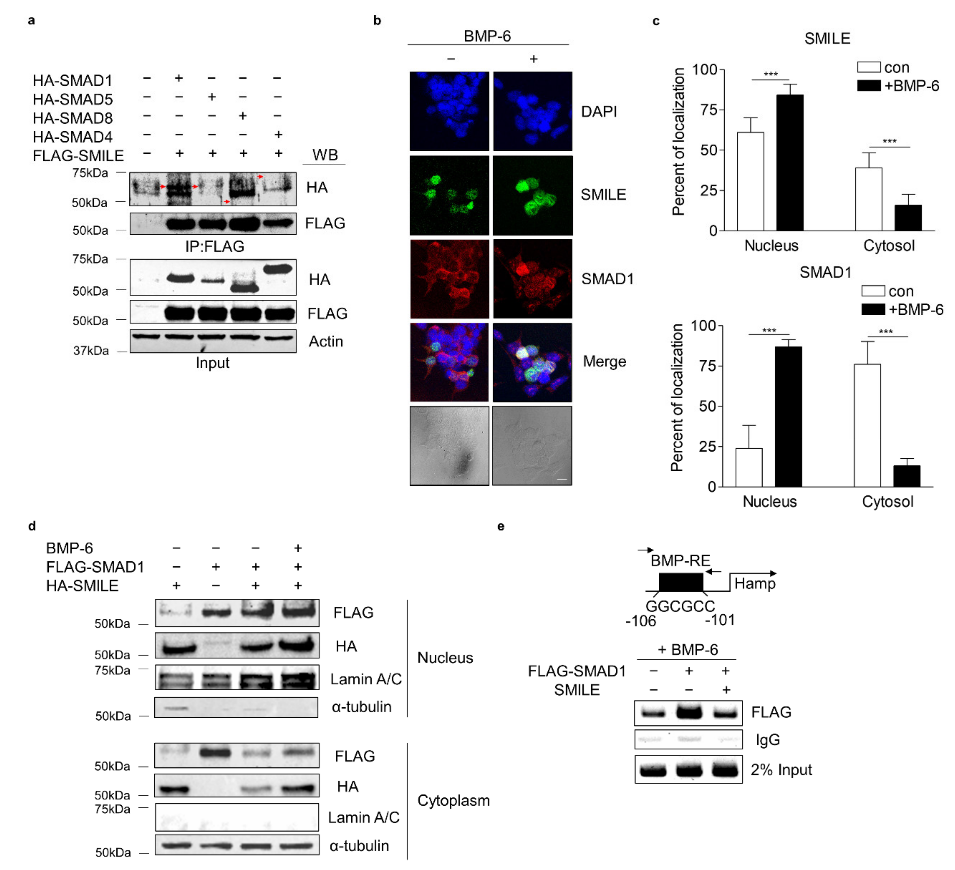 Antioxidants 10 01590 g005