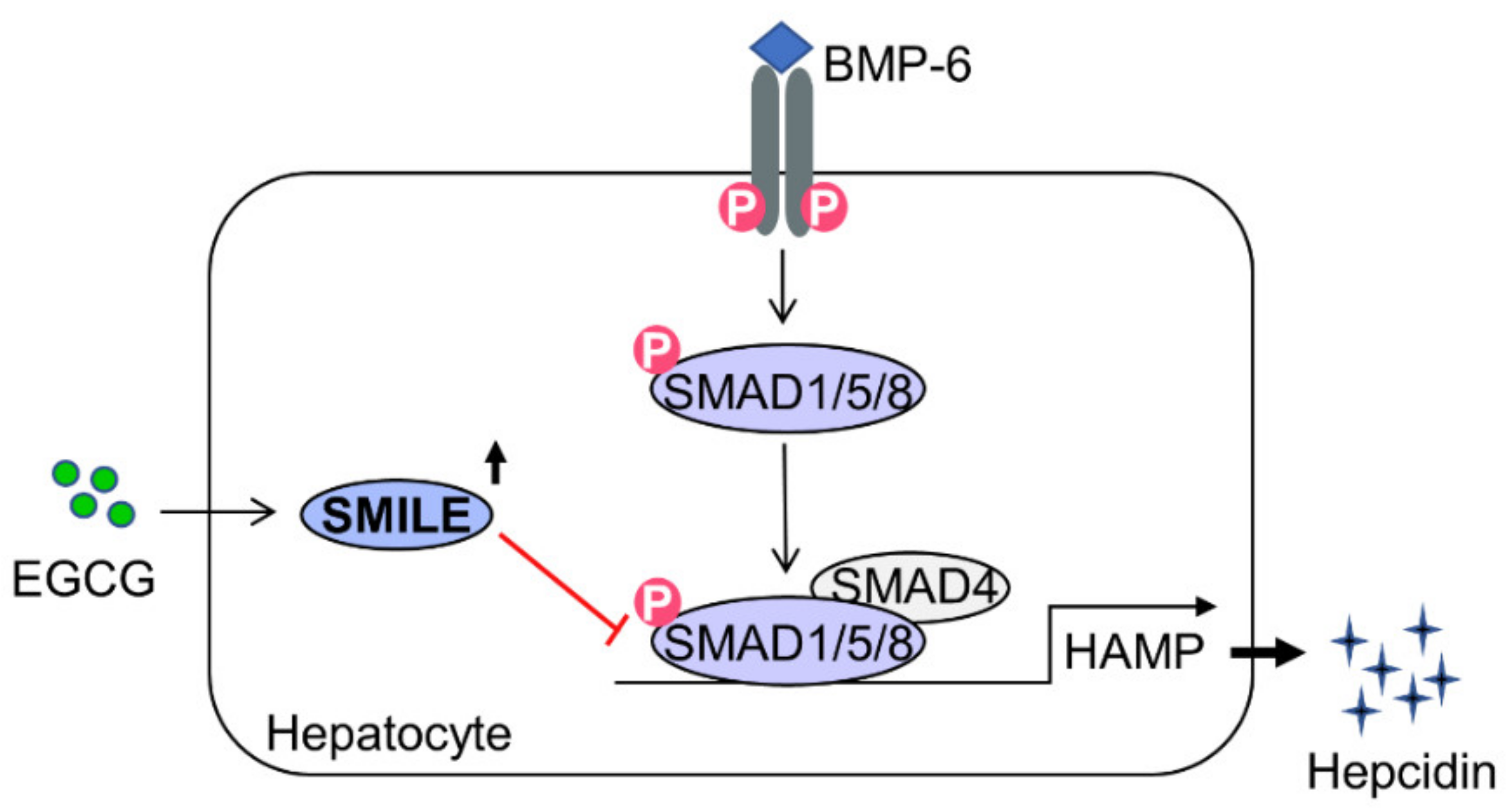 Antioxidants 10 01590 g006